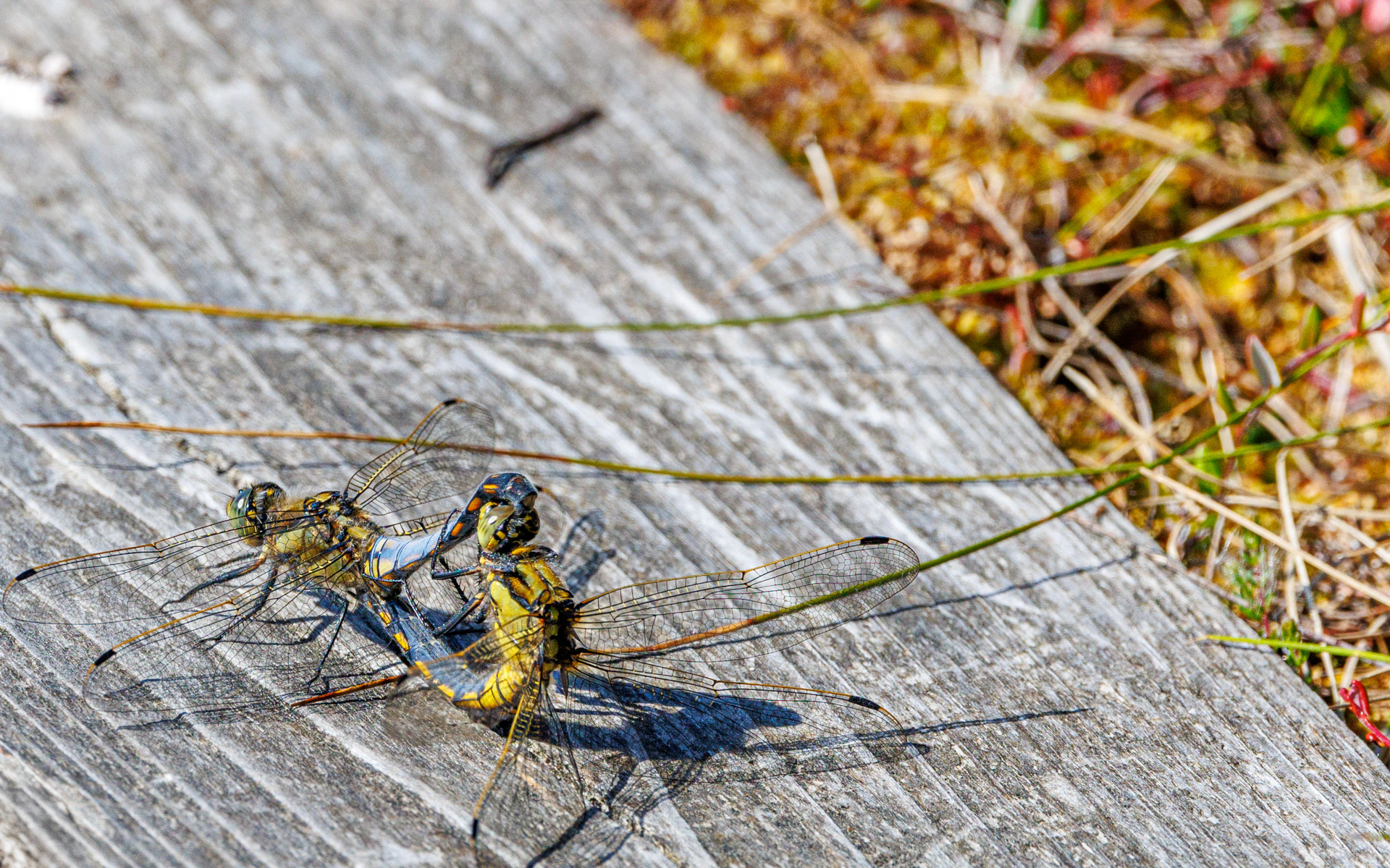 Blåpil. Portlandsmosen