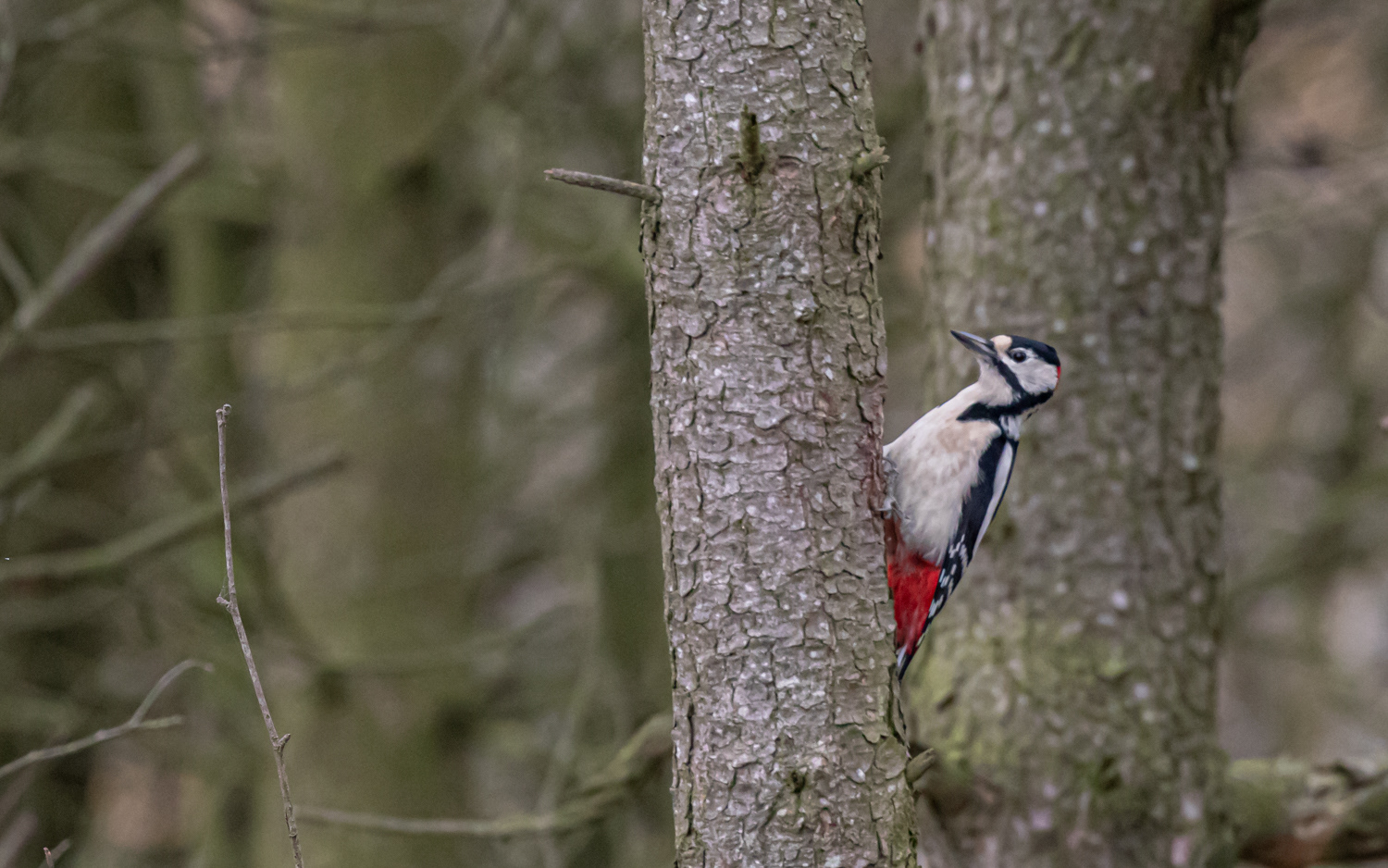 Stor flagspætte - Lille Vildmose