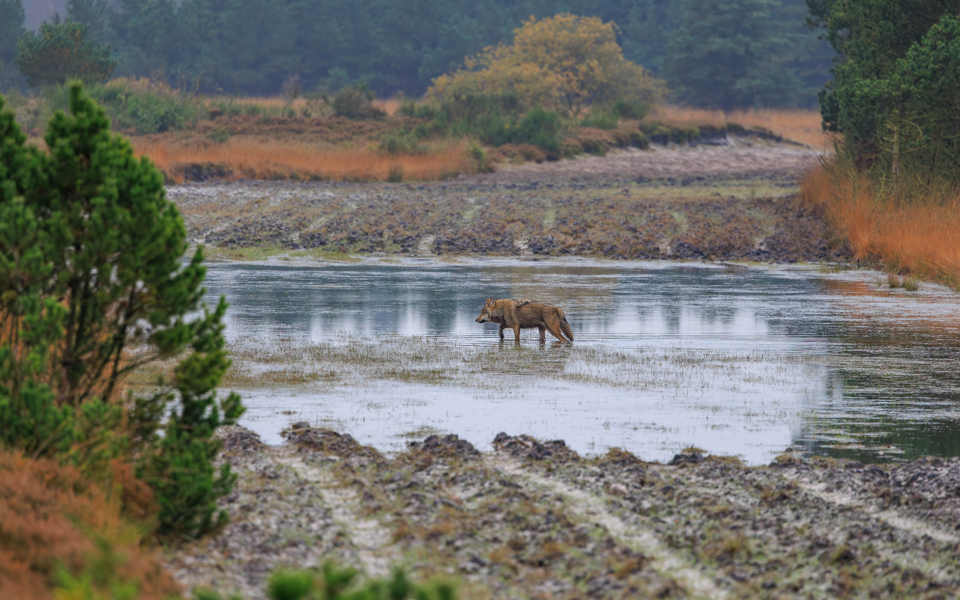 Ulv på Borris Skydeterræn
