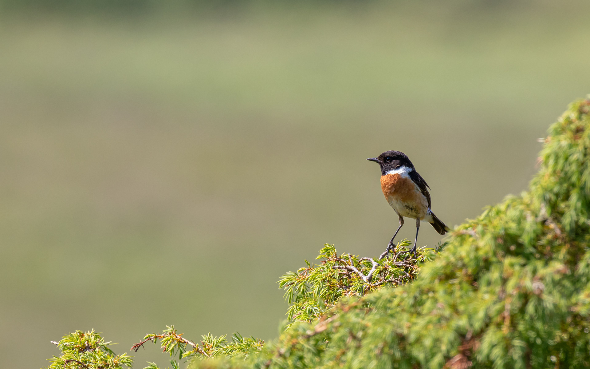 Sortstrubet bynkefugl i Rebild Bakker