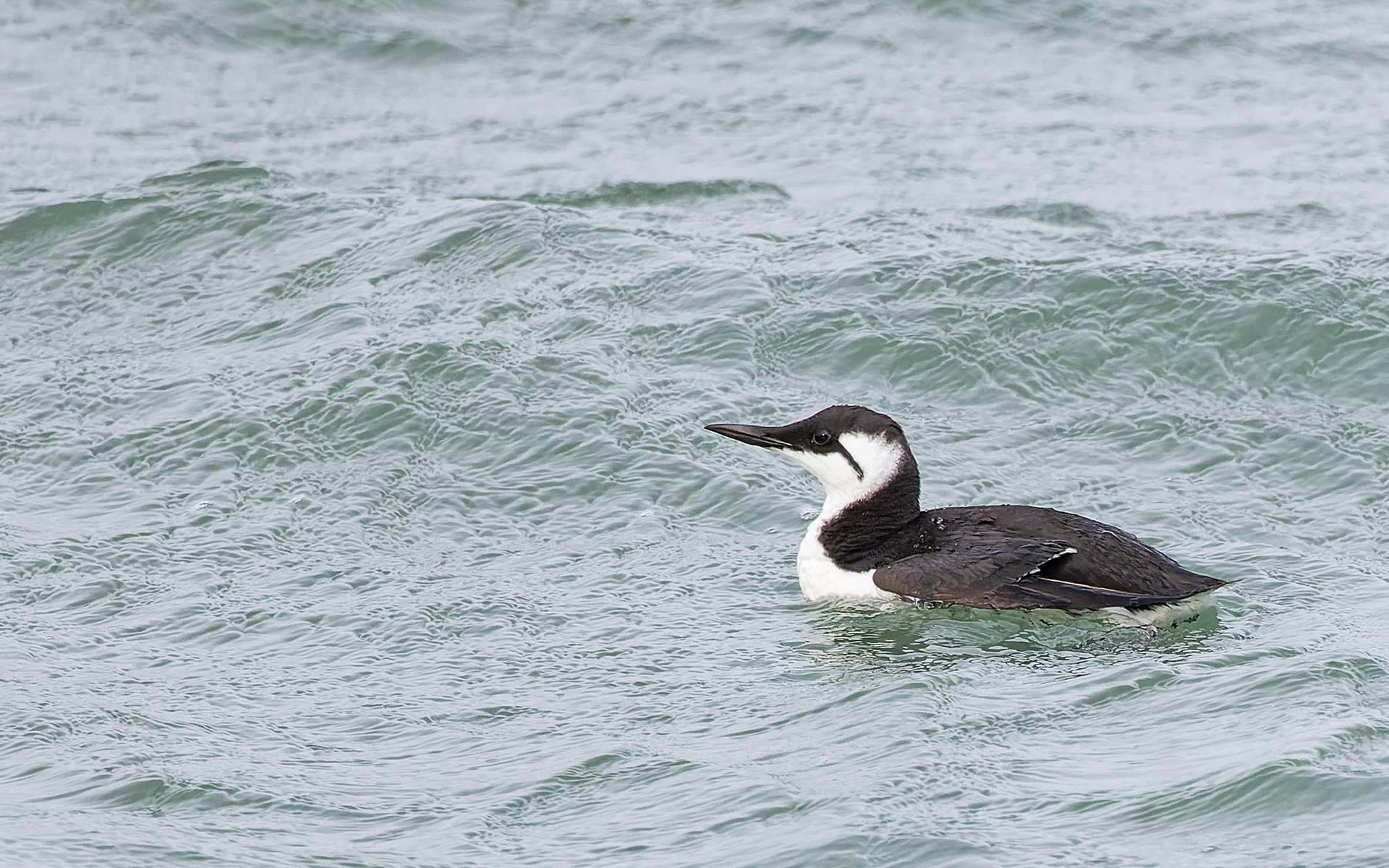 Lomvie i Hanstholm Havn