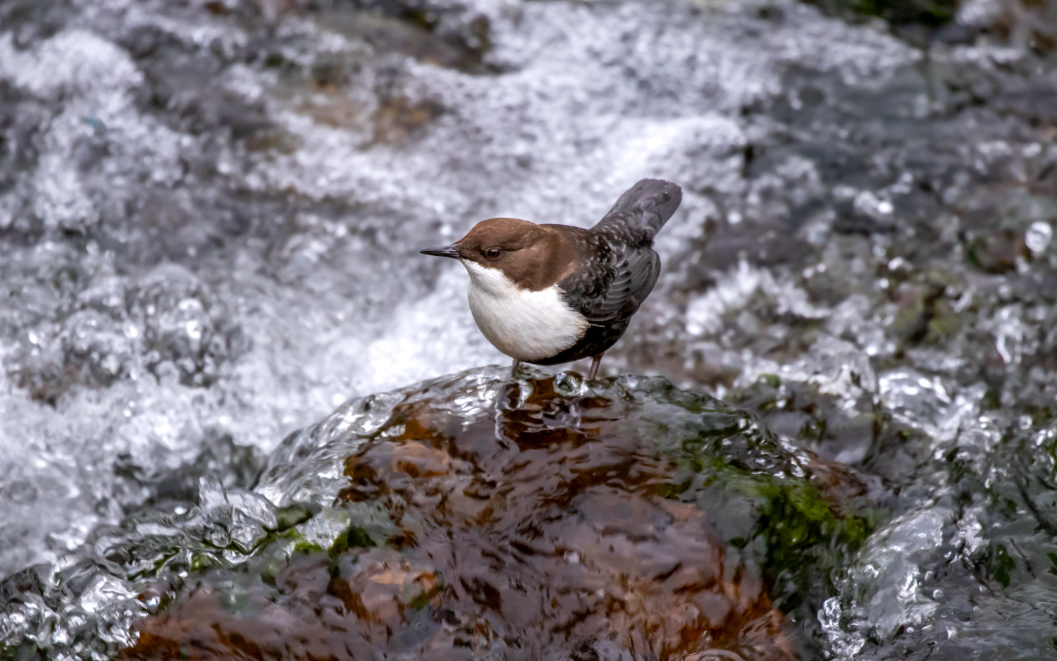 Vandstær i Kovads Bæk