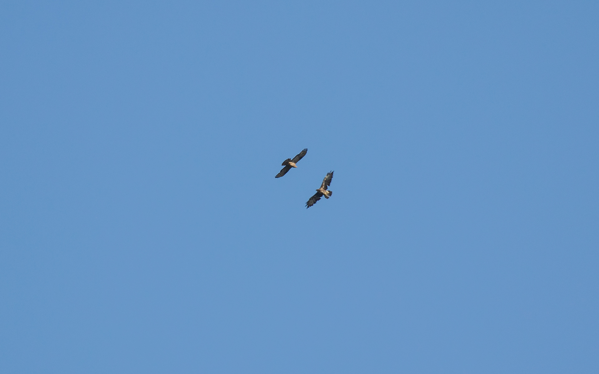 Hvepsevåge 9.8.2020 - sammen med musvåge?