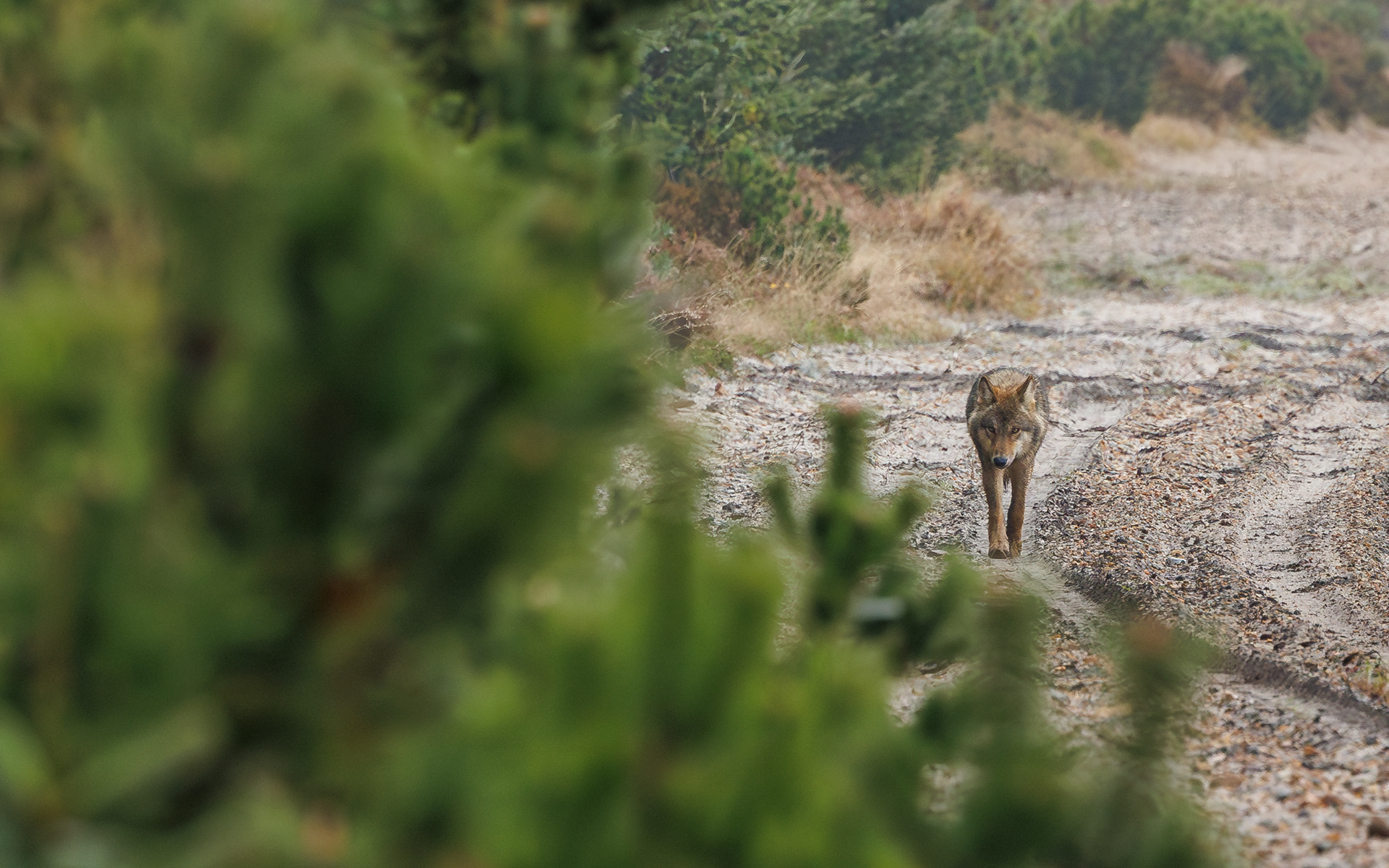 Ulv på Borris Skydeterræn