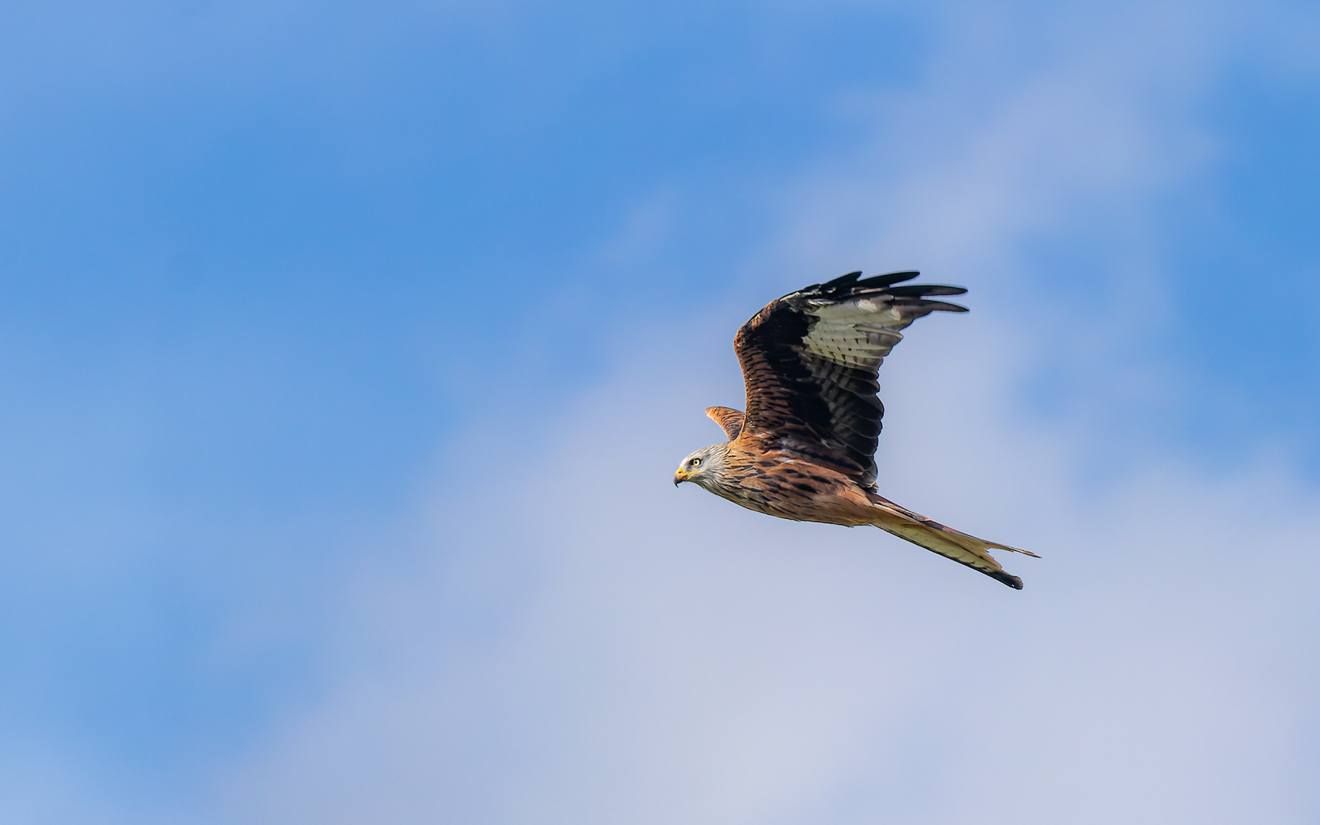 Falsterbo. Det var tiden for rød glentes efterårstræk