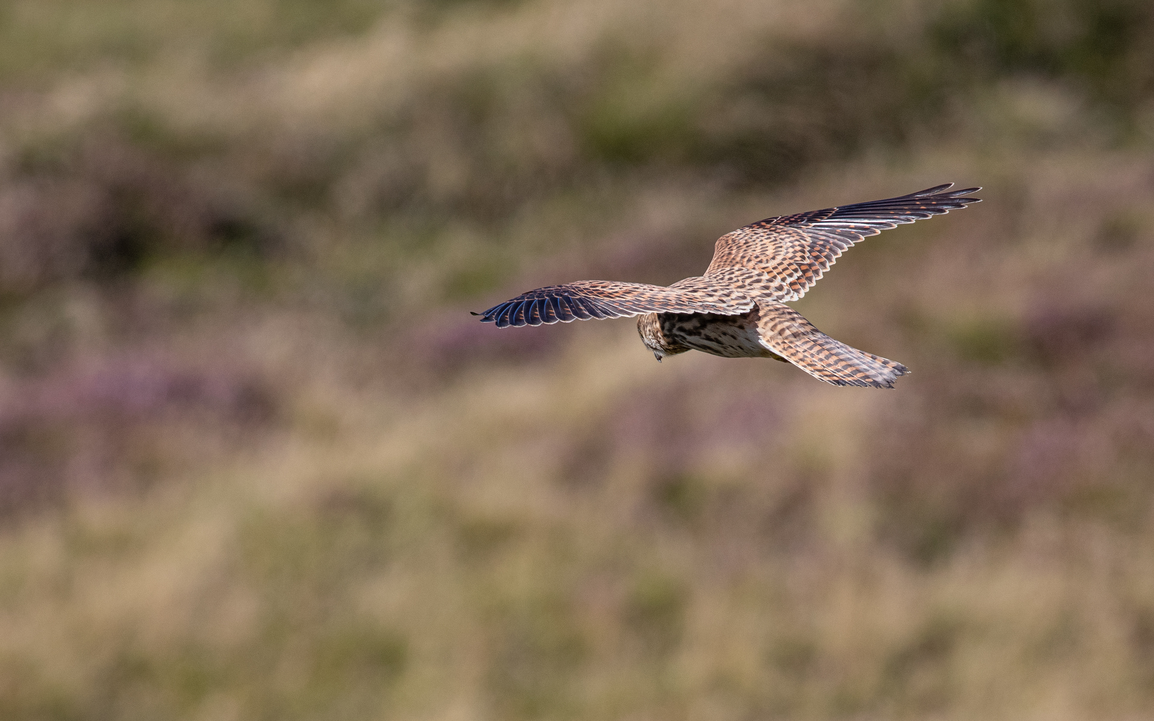 Tårnfalk hænger i luften over skrænten ved Sårup