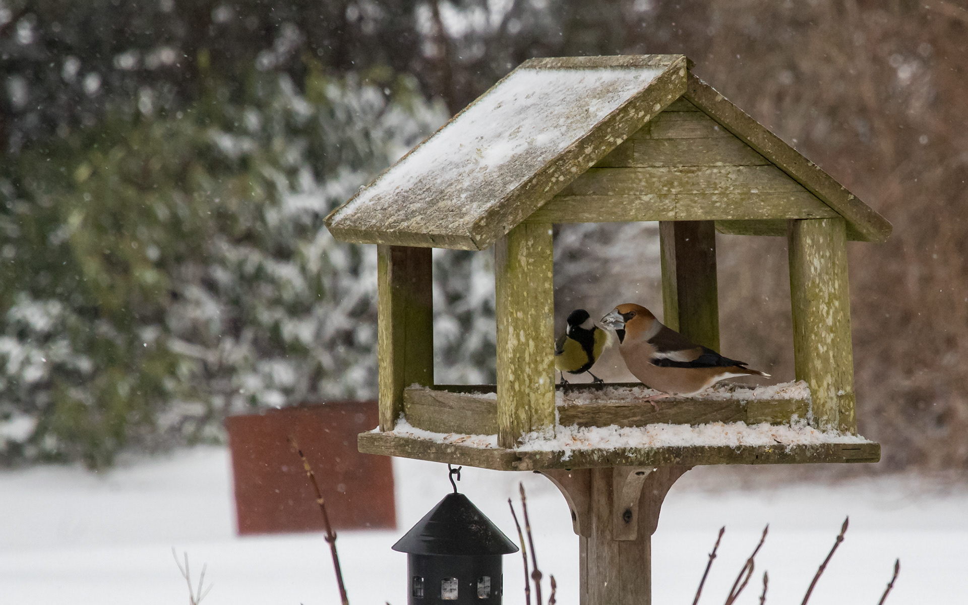 Kernebider og musvit