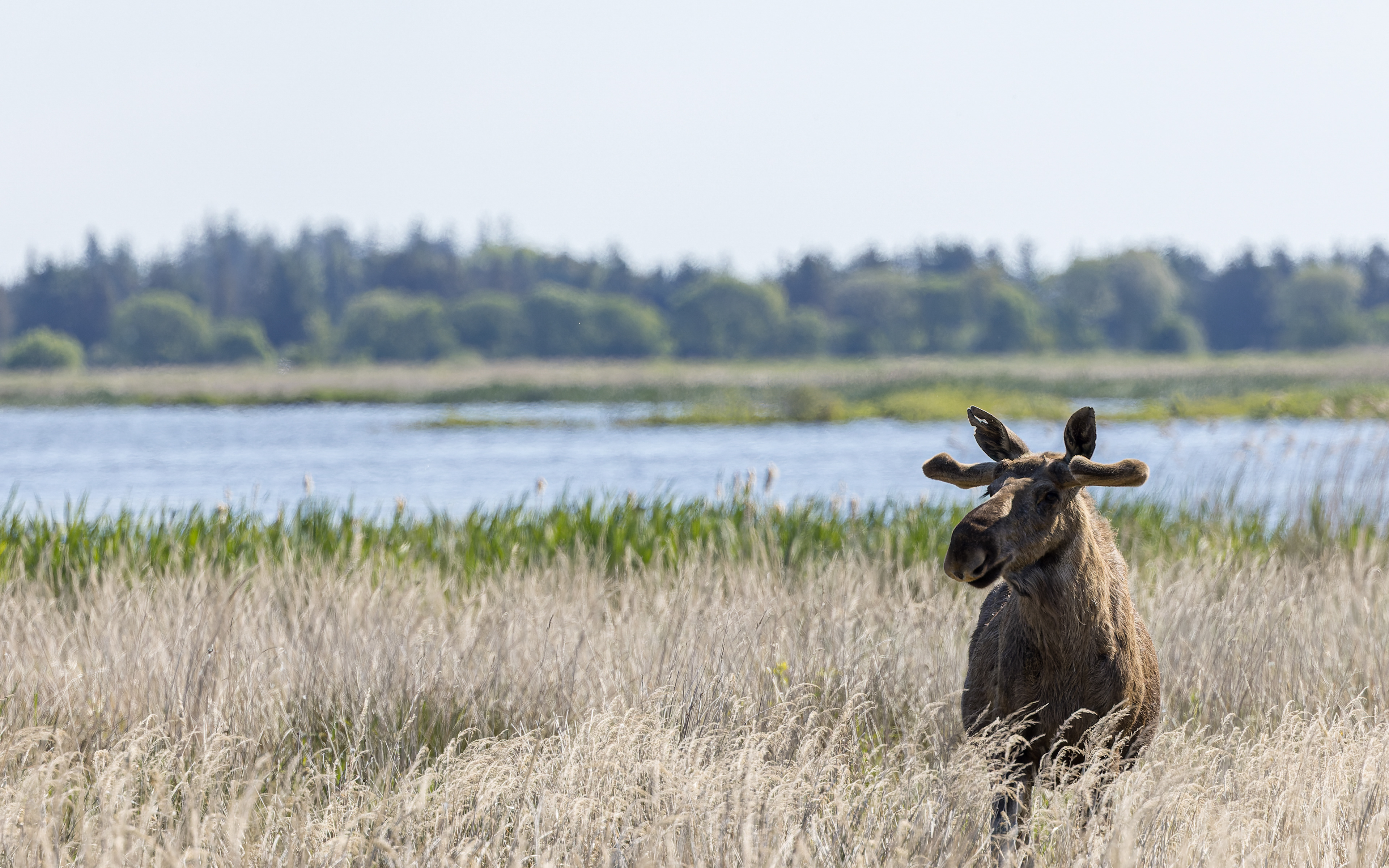 Elg ved Birkesø. Lille Vildmose