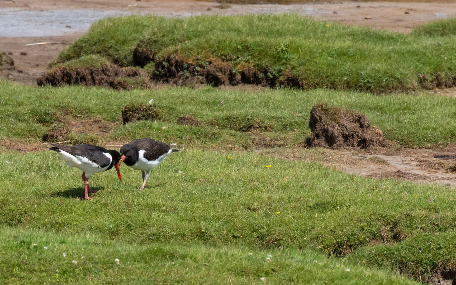 Sidemandsoplæring af juvenil strandskade. Bygholm Vejle