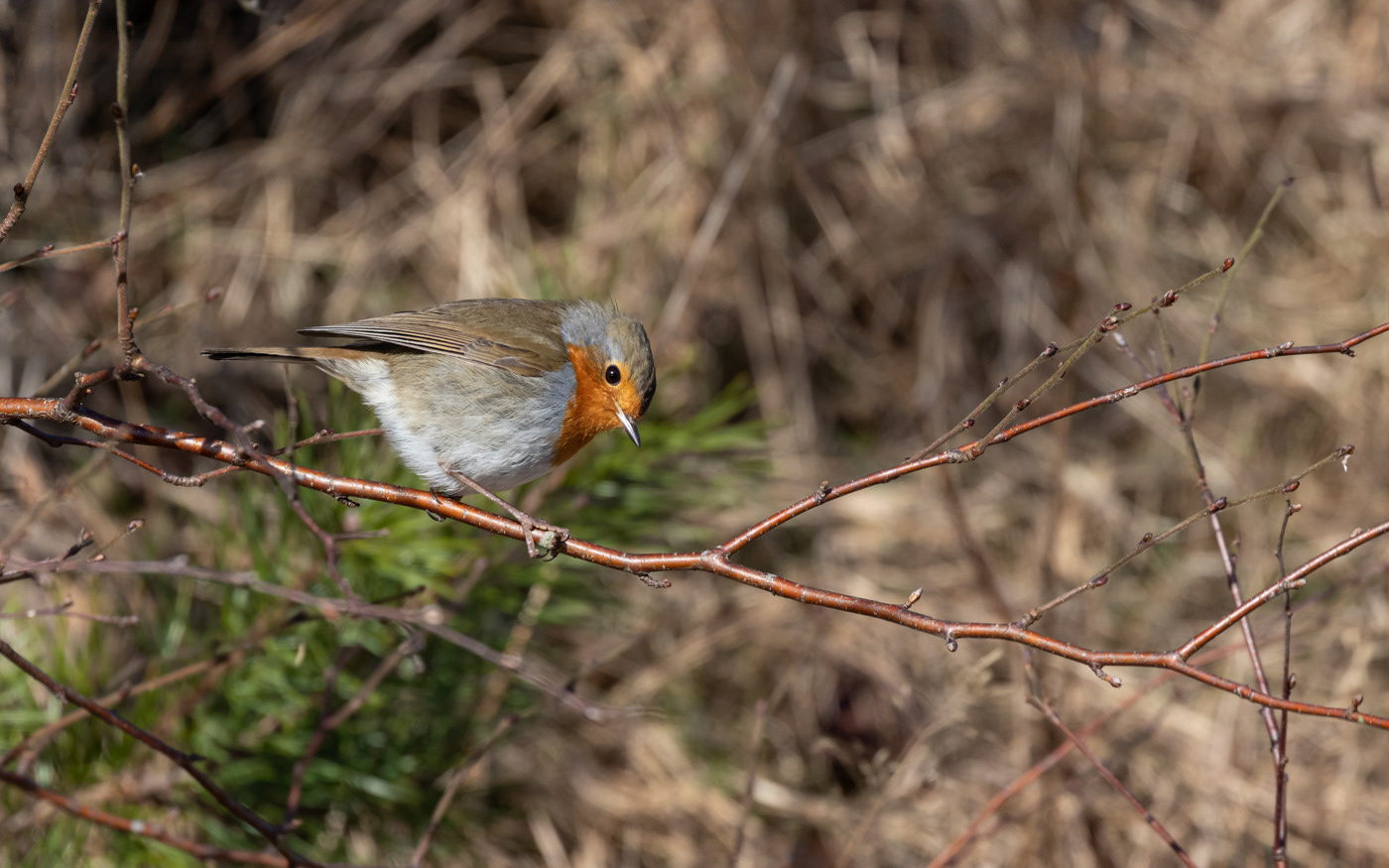 Rødhals ved Skillingbro