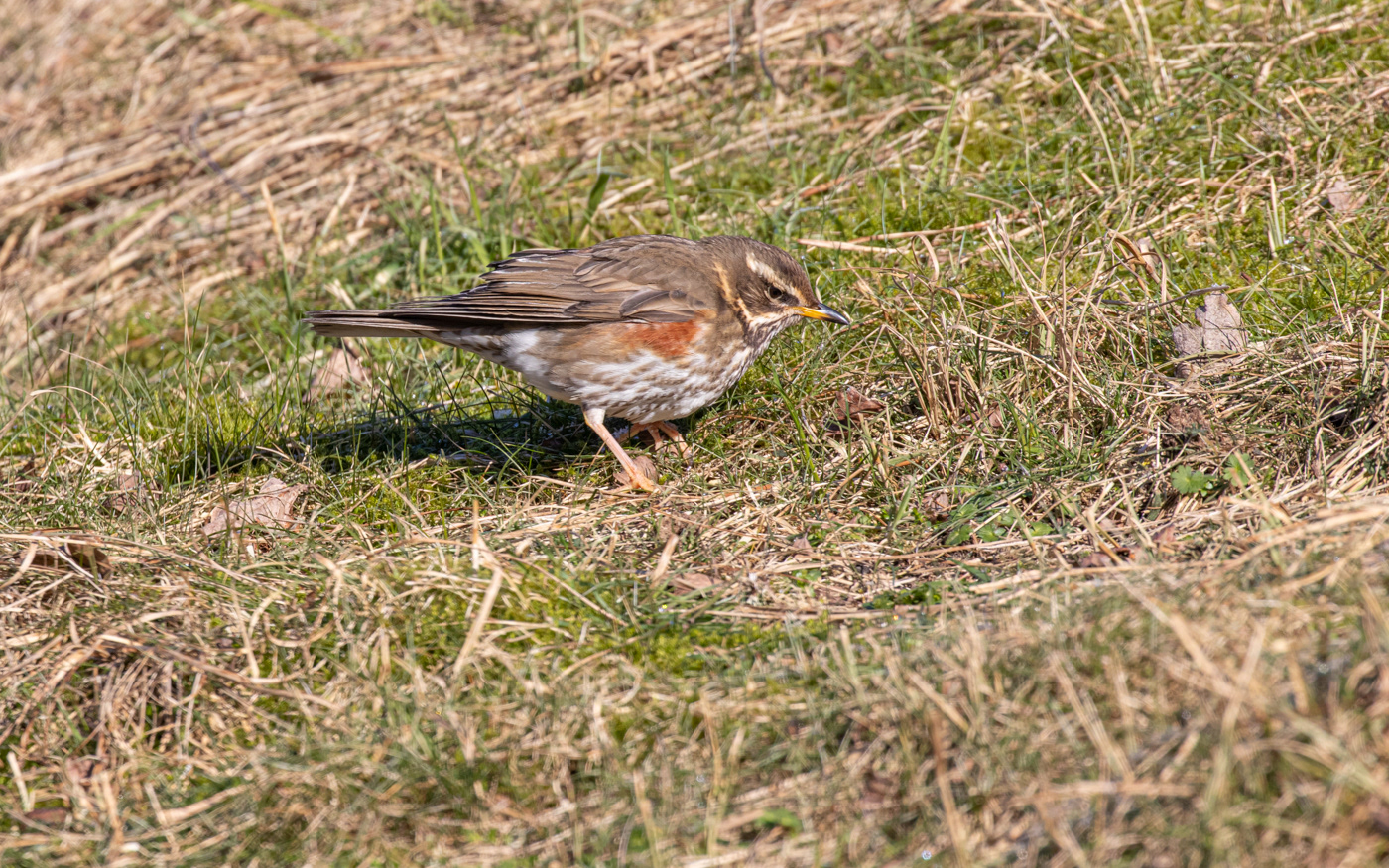 Vindrossel i Rebild Bakker