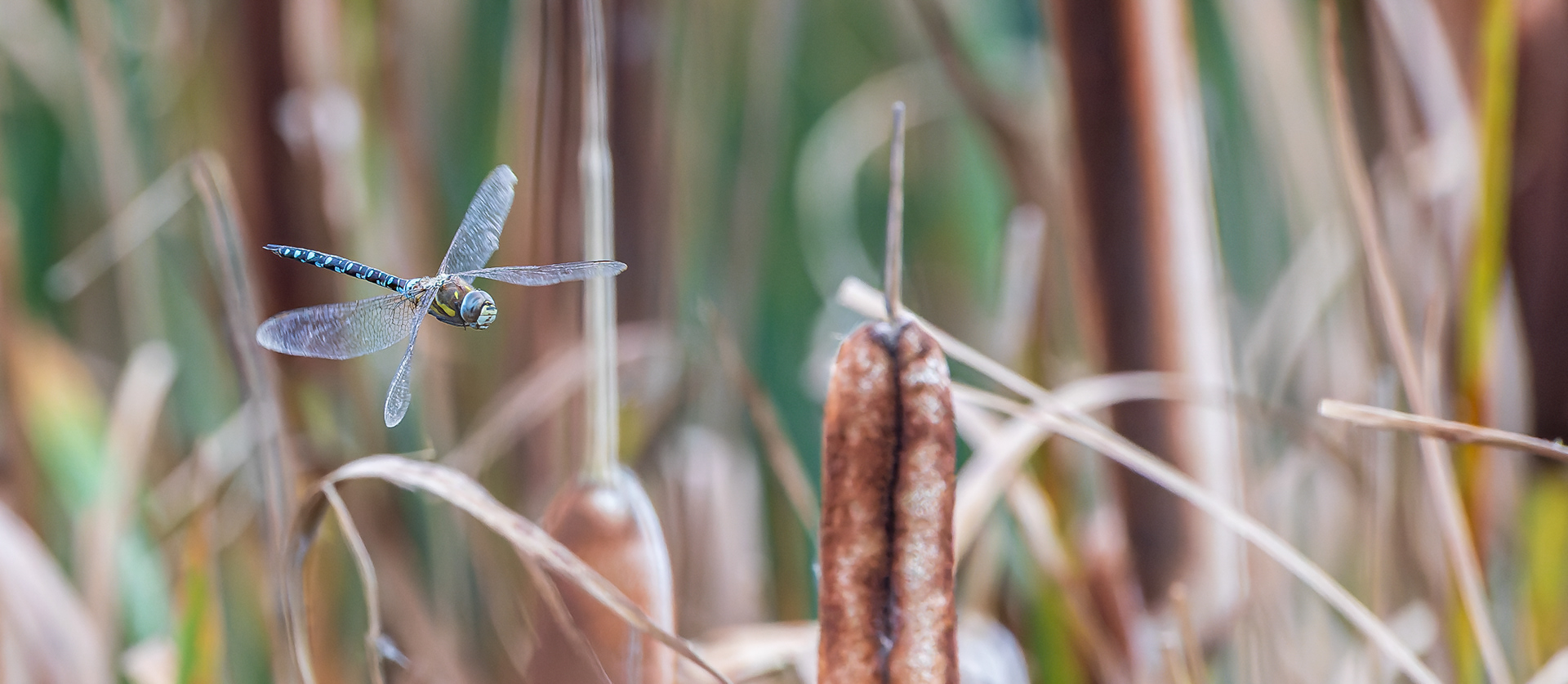 Efterårs-mosaikguldsmed ved Birkesø. Lille Vildmose