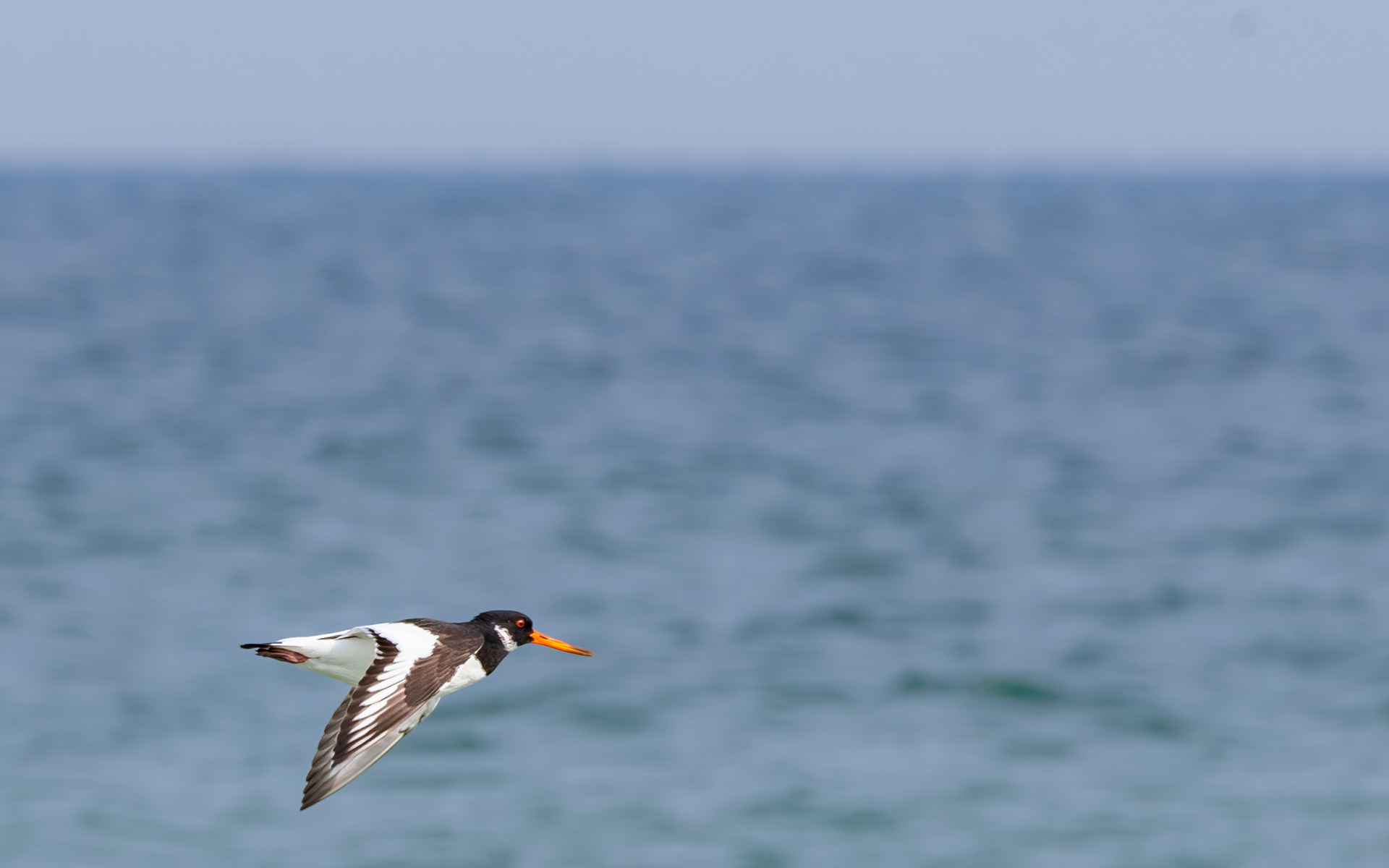 Strandskade. Gjerrild Nordstrand 24. april