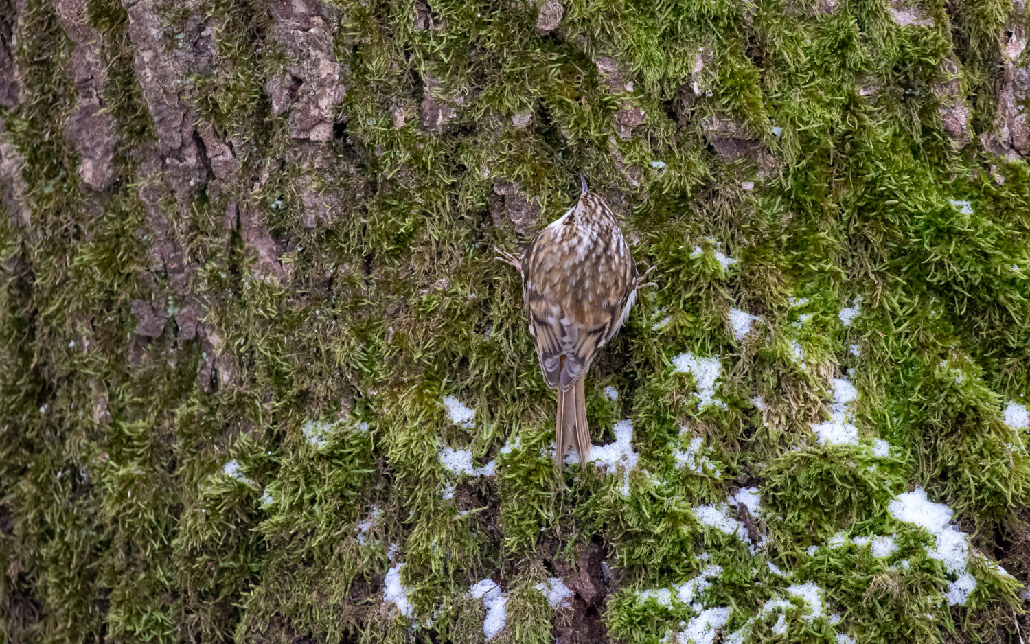 Træløber. Rebild Bakker 15.1.2021