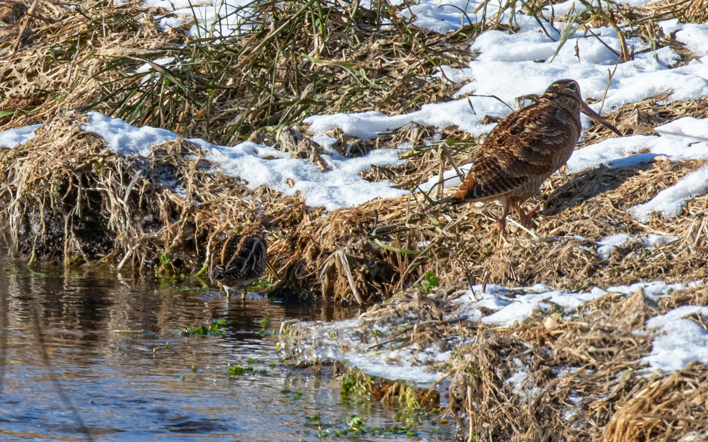 Dobbeltbekkasin og skovsneppe ved Ravnkilde