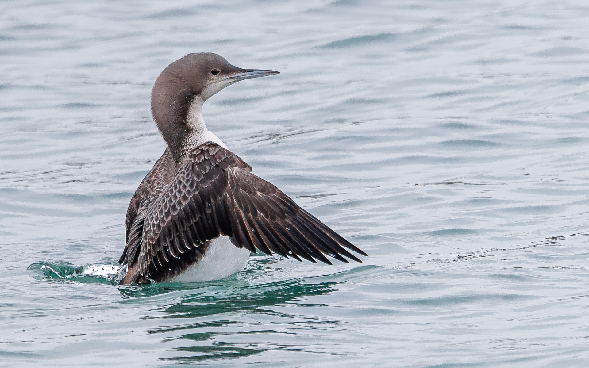 Stillehavslom i Hanstholm Havn