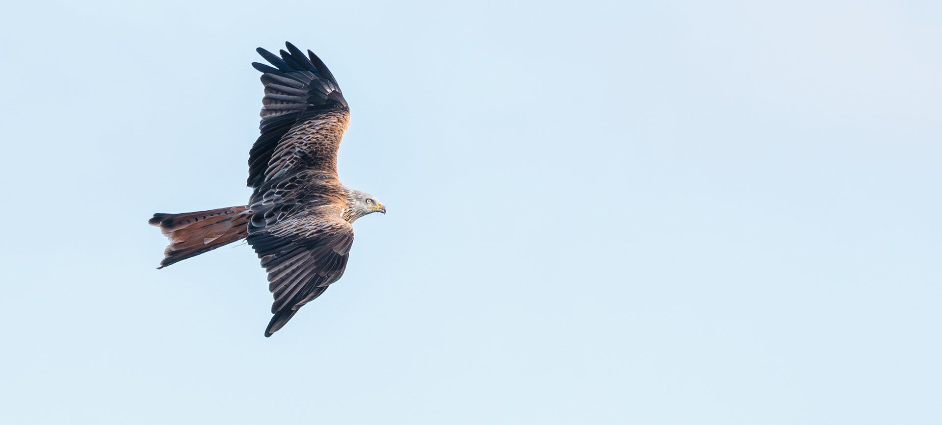 Rød glente over Vombsjön