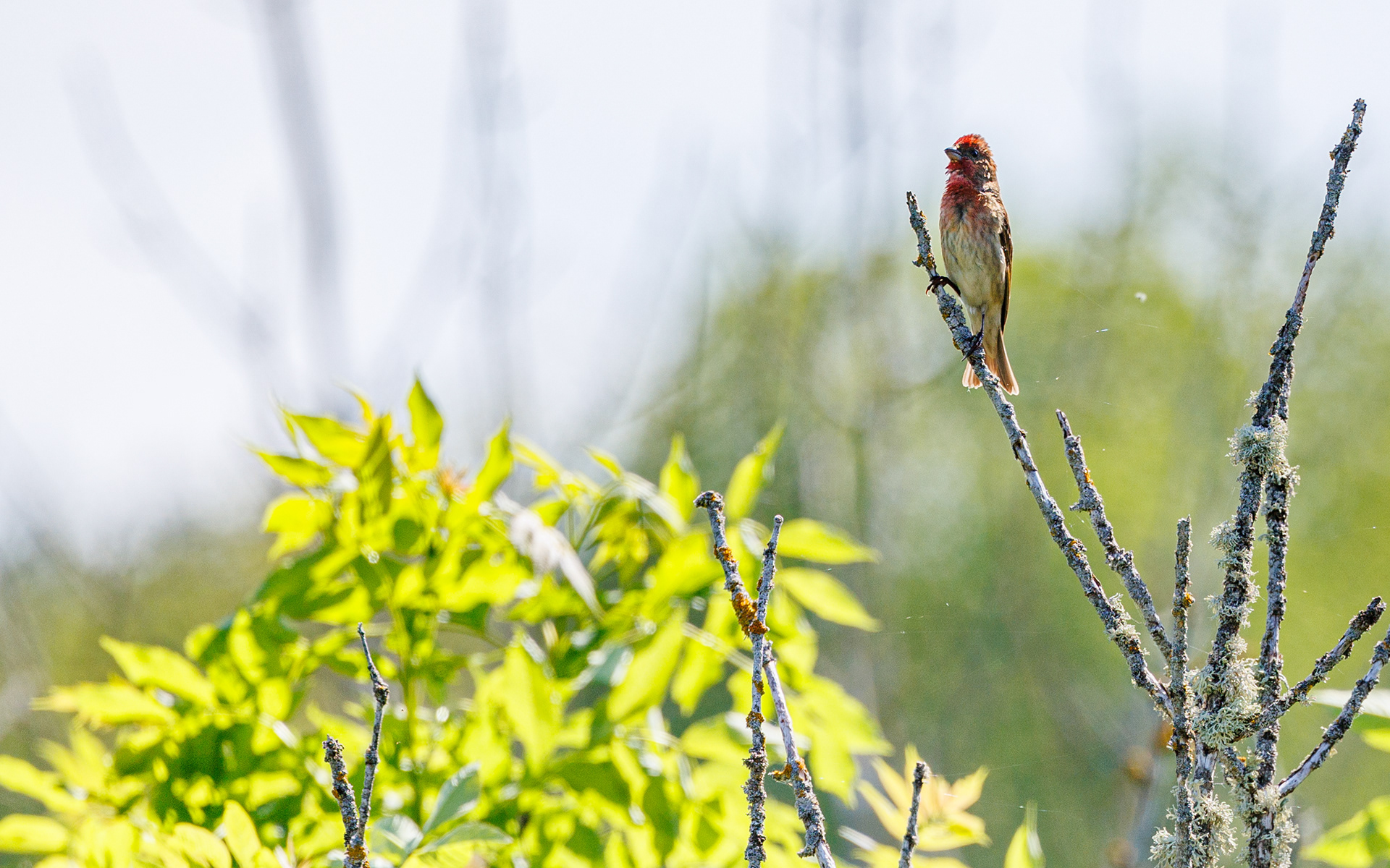Øland (Sverige). Karmindompap