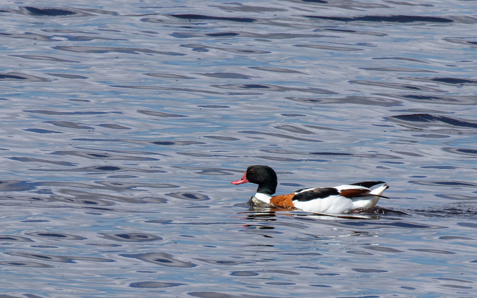 Gravand. Bygholm Vejle