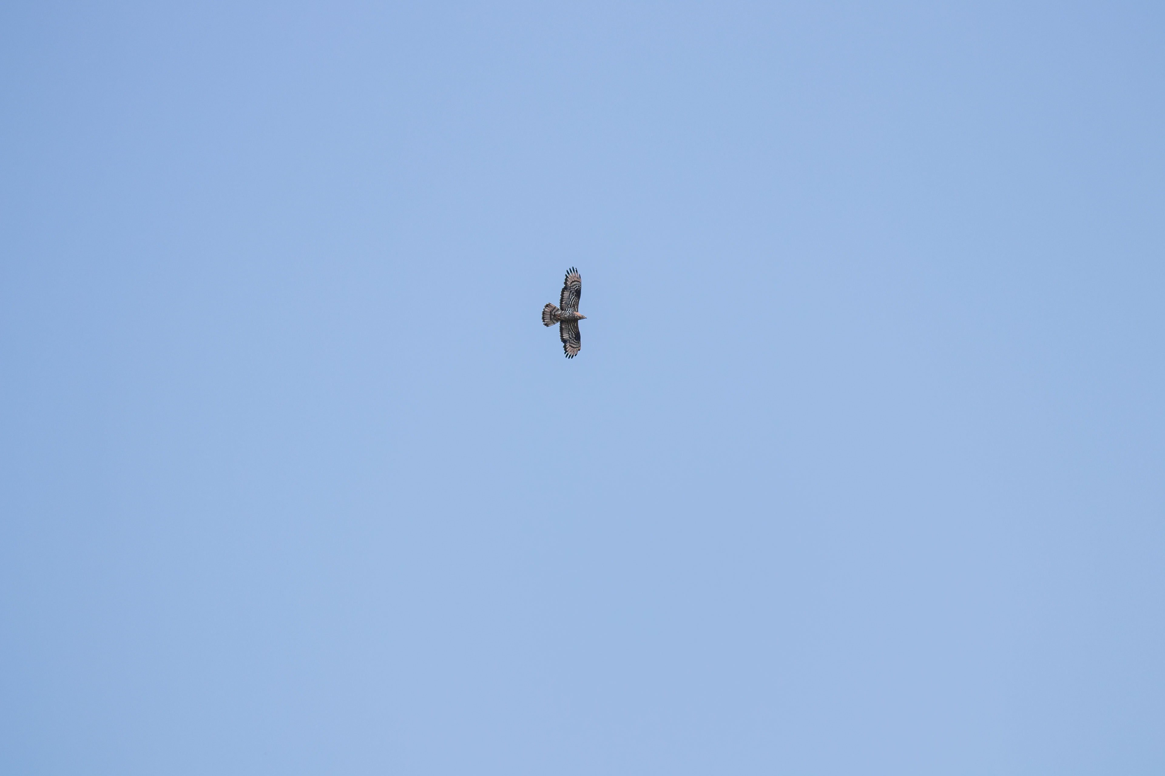 Hvepsevåge 9.8.2020