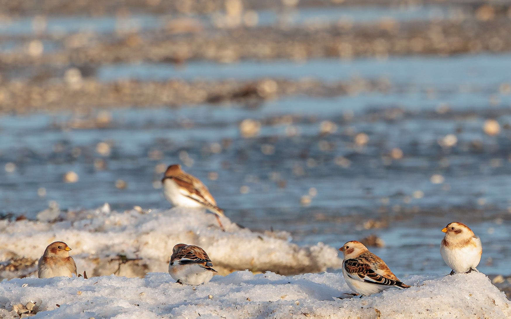 Snespurve på Jerup Strand