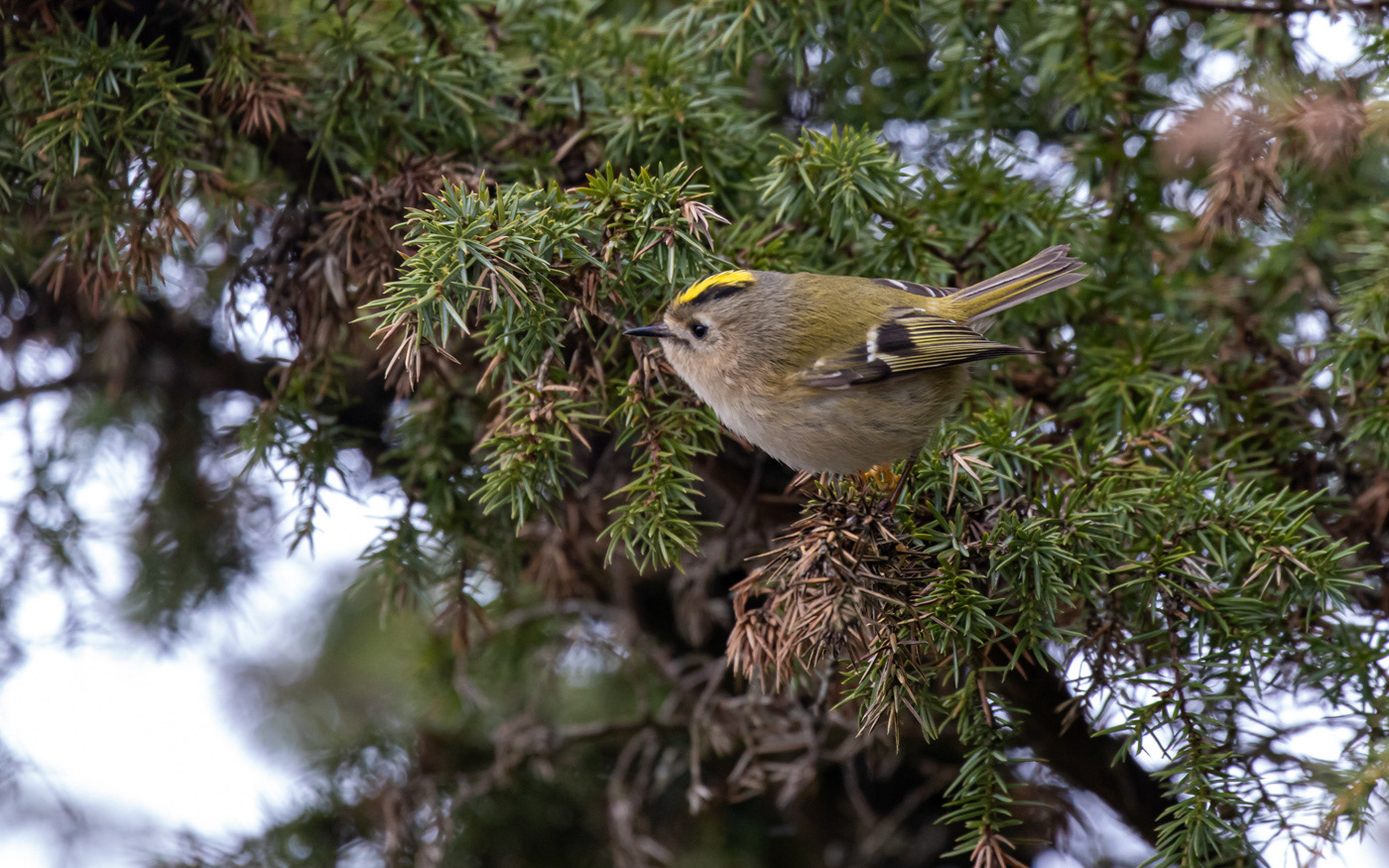 Fuglekonge i Rebild Bakker