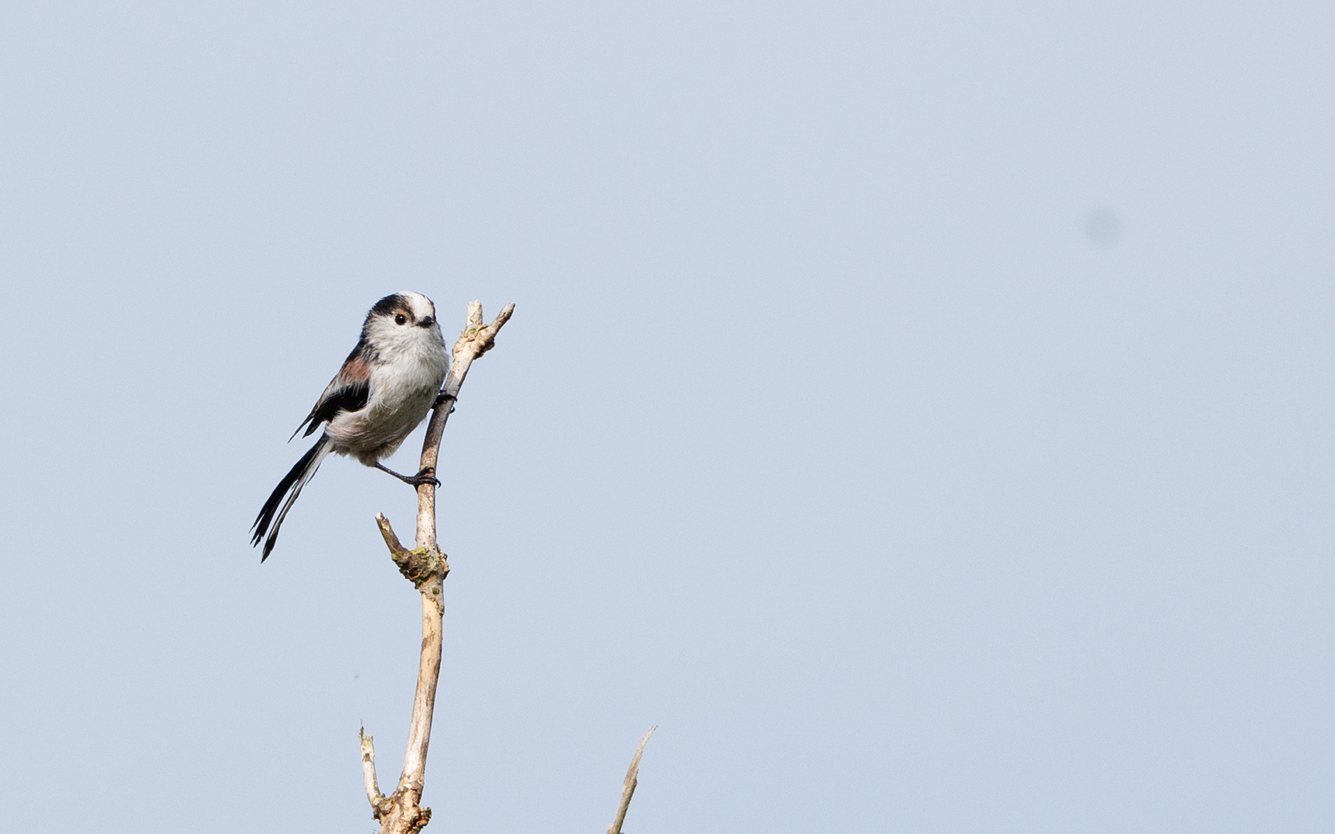 Halemejse ved Vilsted Sø