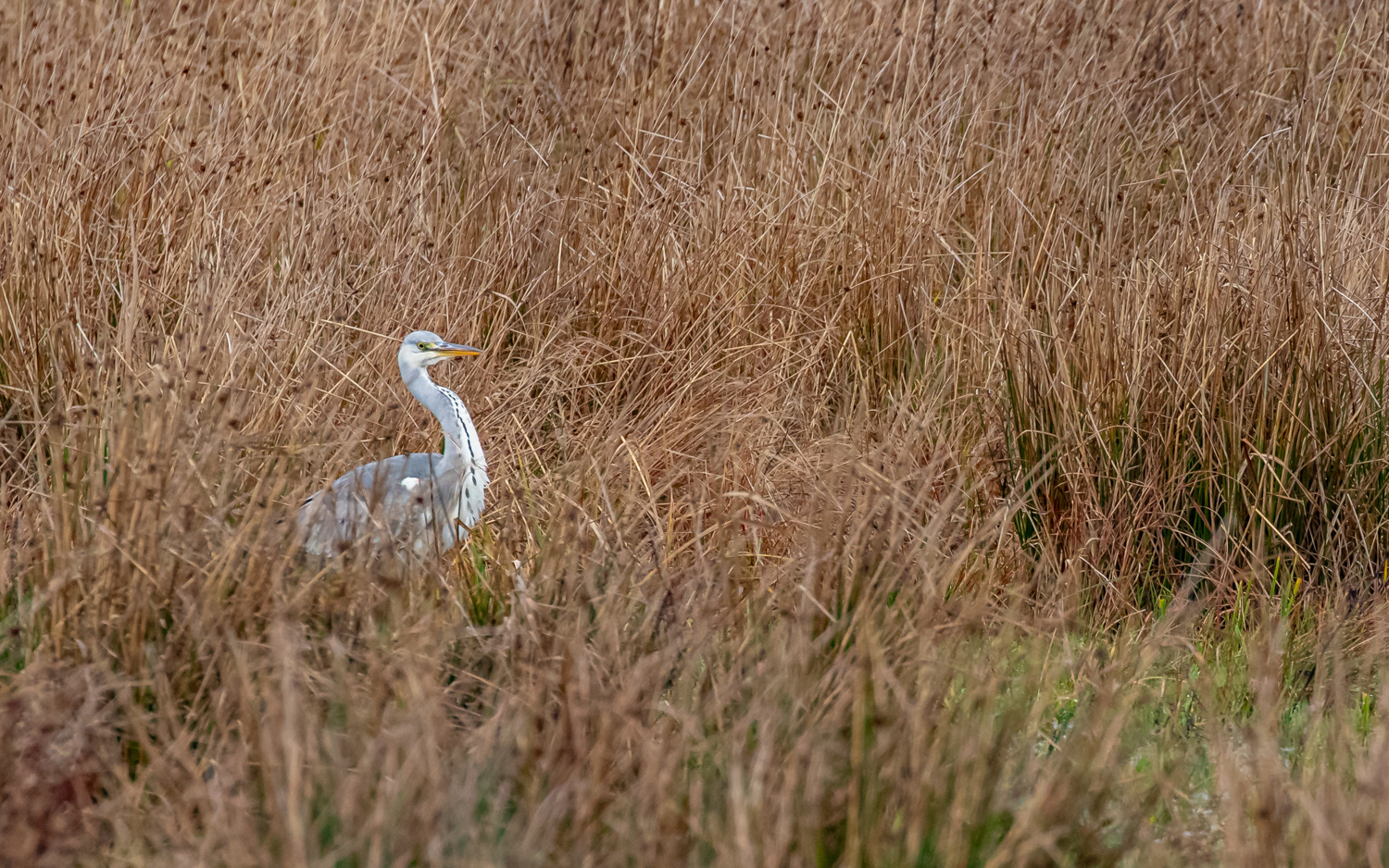 Fiskehejre - Grønvej, Lille Vildmose