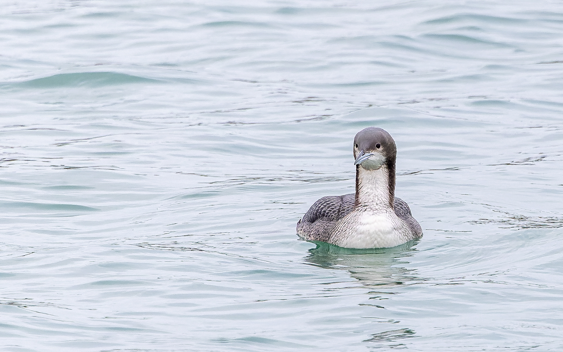 Stillehavslom i Hanstholm Havn