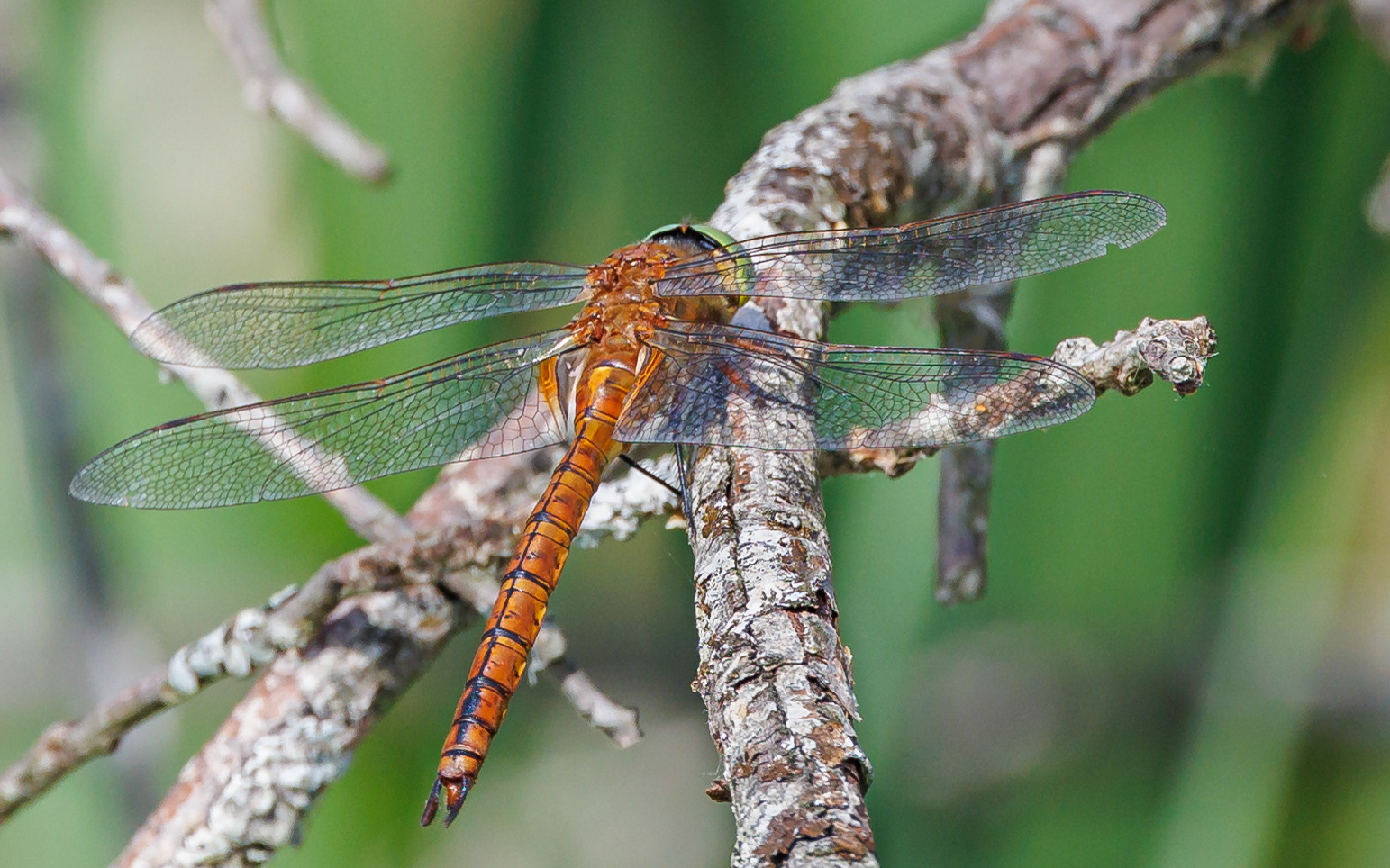 Kileplet-mosaikguldsmed