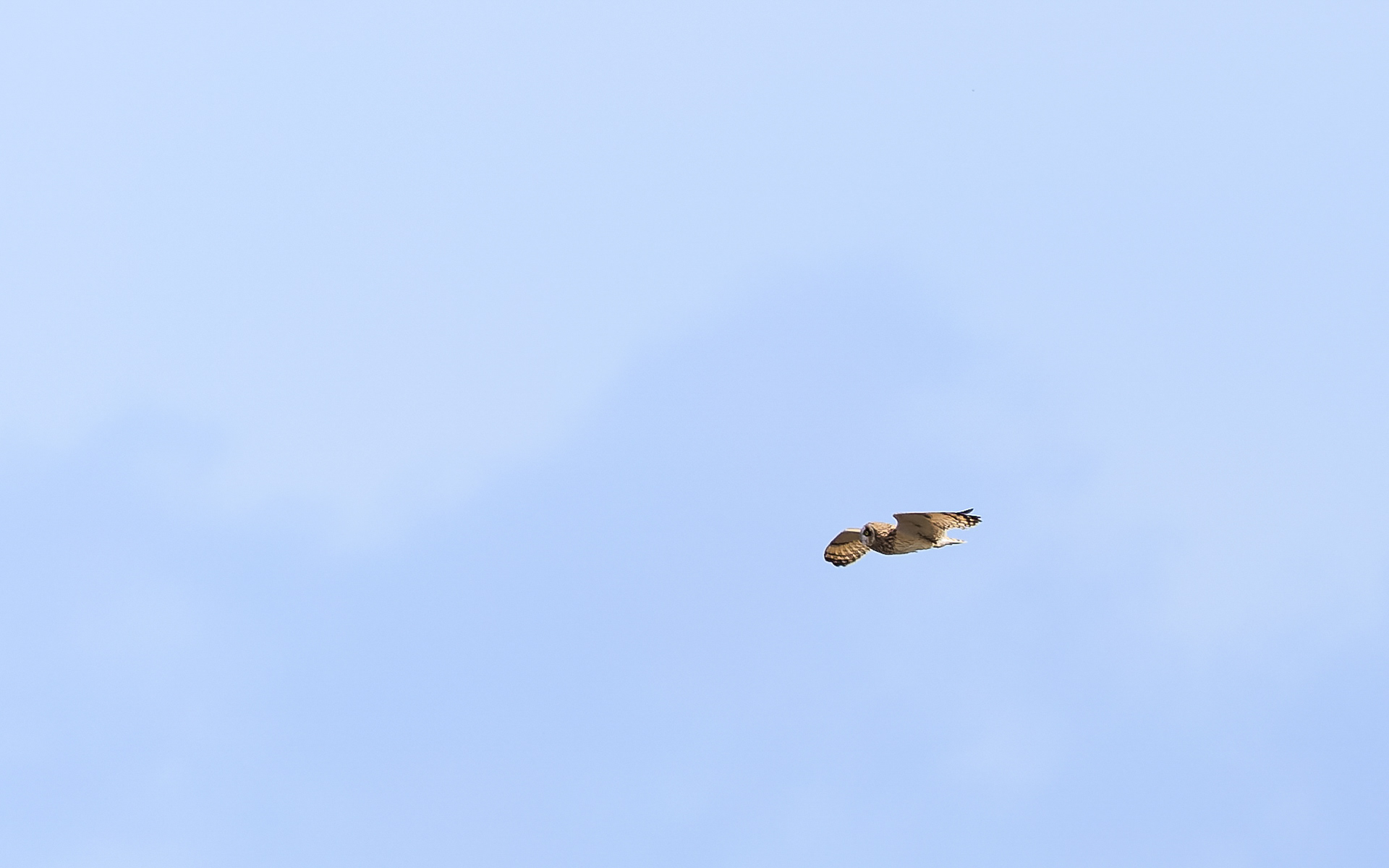 Mosehornugle i Lille Vildmose. 13. april