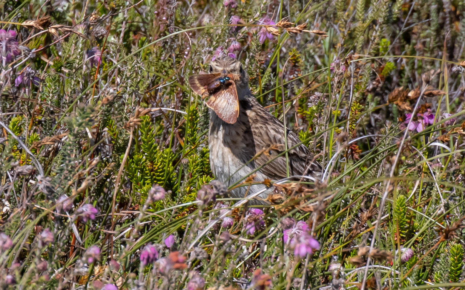 Sanglærke klar til fodring - Raabjerg Hede