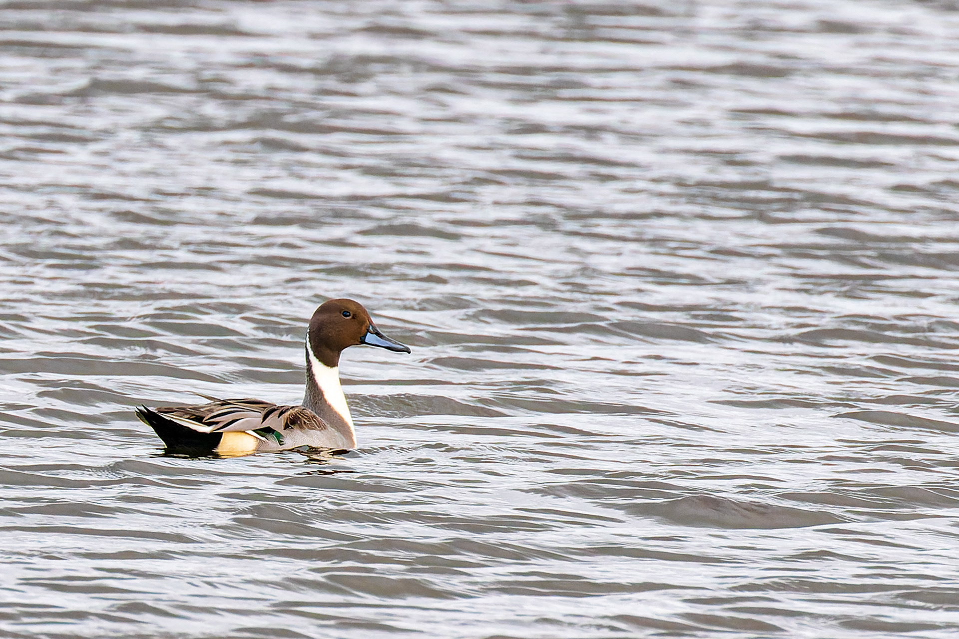 En smuk spidsand - fra en tur til Skjern Enge