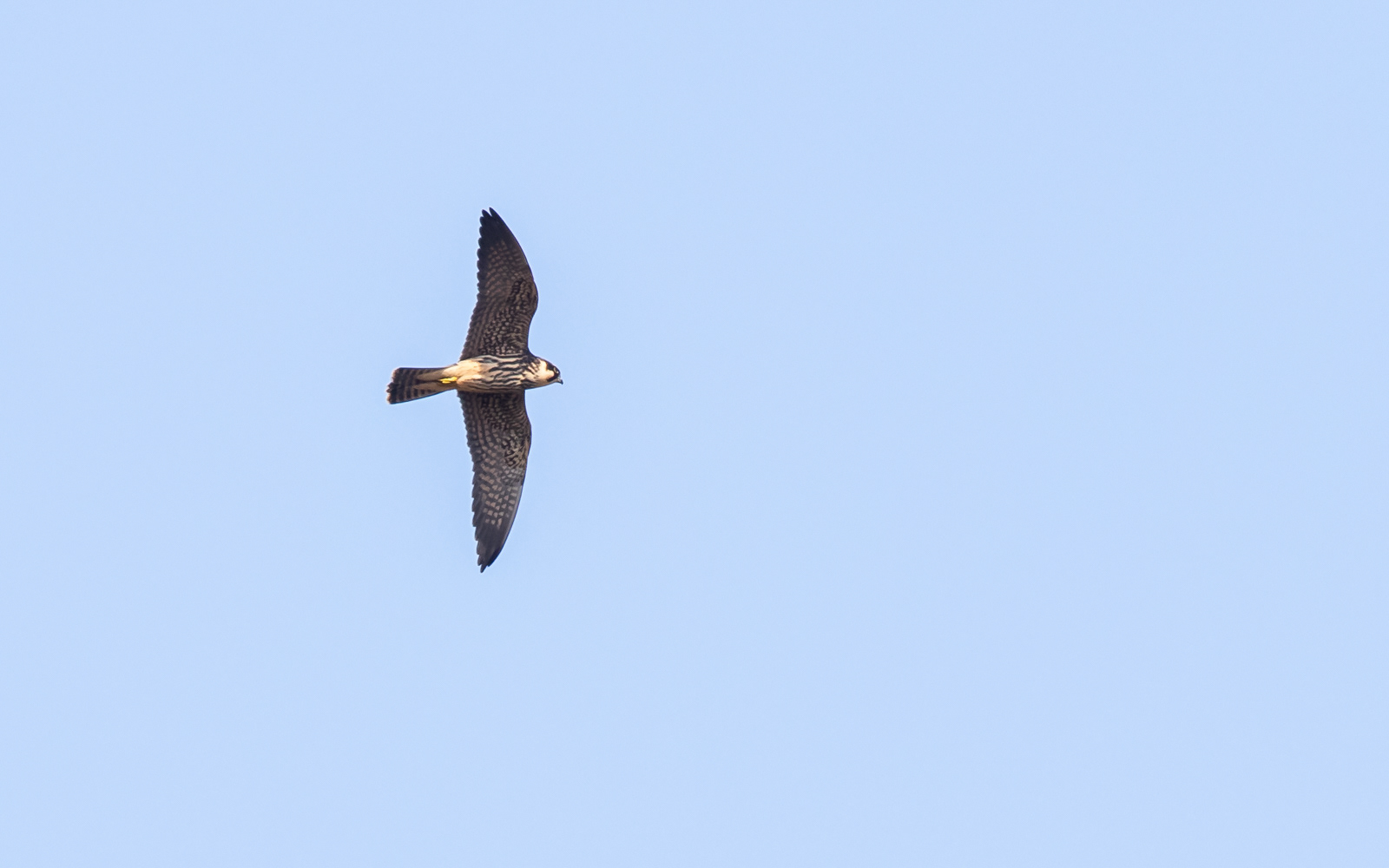 Lærkefalk på Ljungen