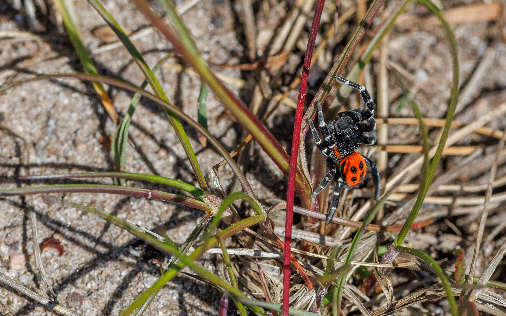 Mariehøneedderkop nær Store Blåkilde