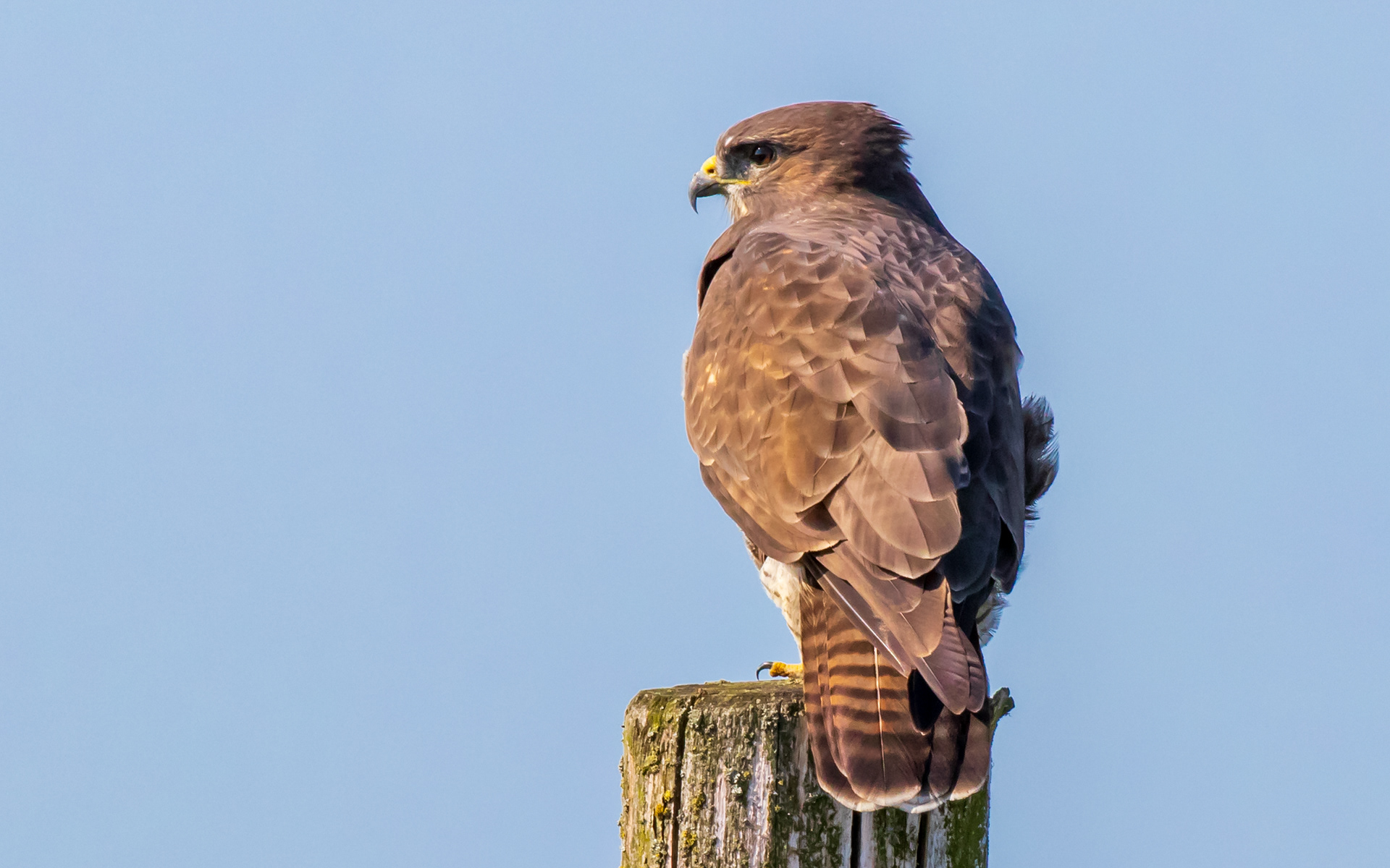 Nærbillede af musvåge på Hegnsvej