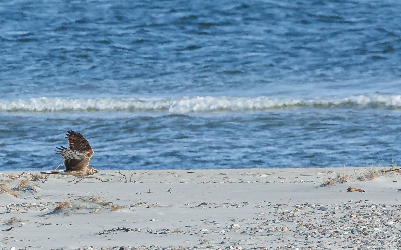 Blå kærhøg (hun) på træk. Skagen