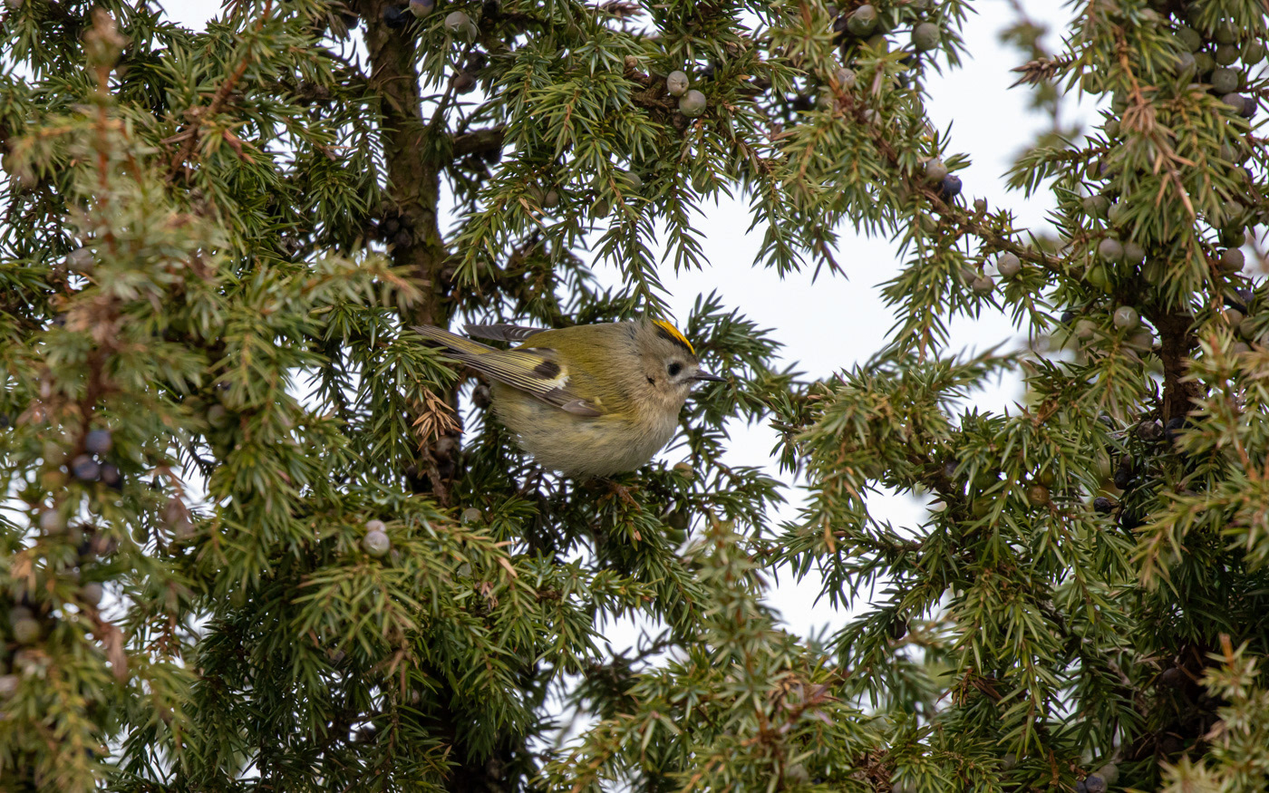 Fuglekonge i Rebild Bakker