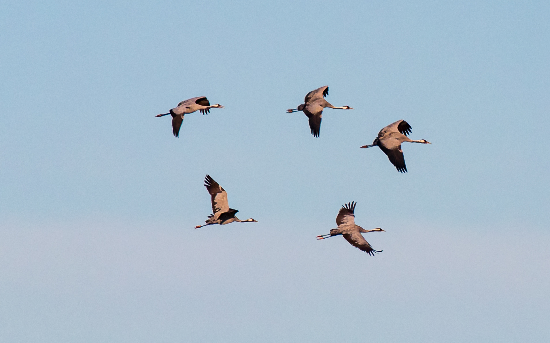 Traner i morgensol - ud at fouragere efter natlogi i Vejlerne