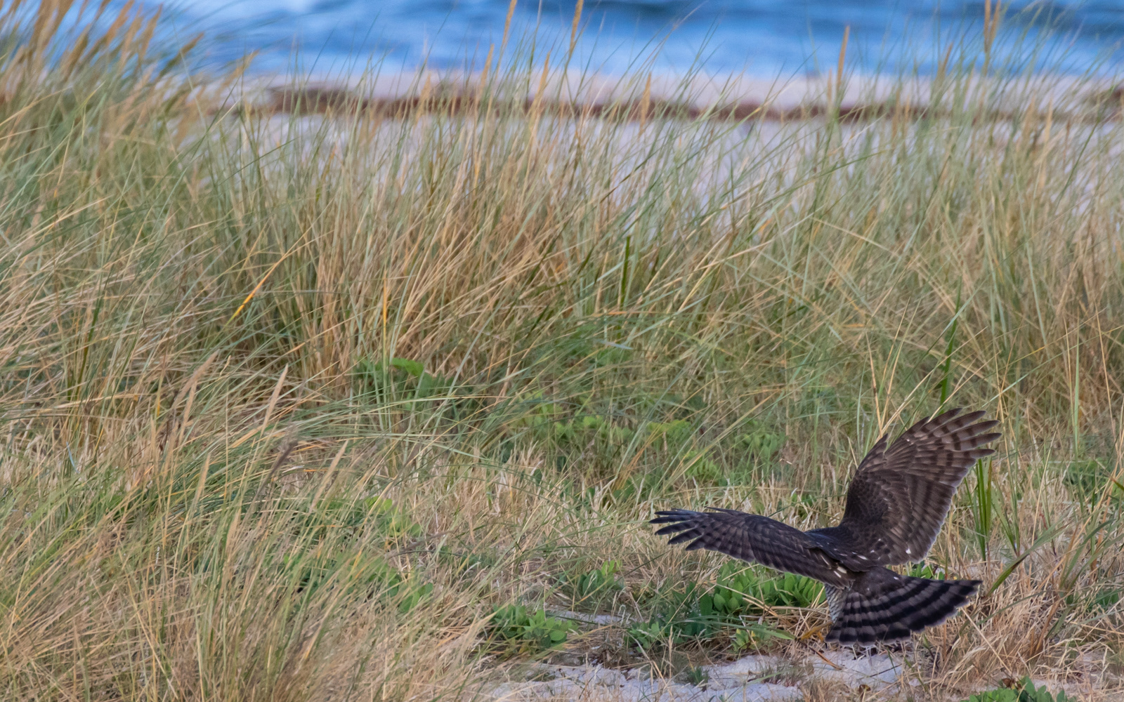 Spurvehøg sætter sig i klitten inden træk over Øresund