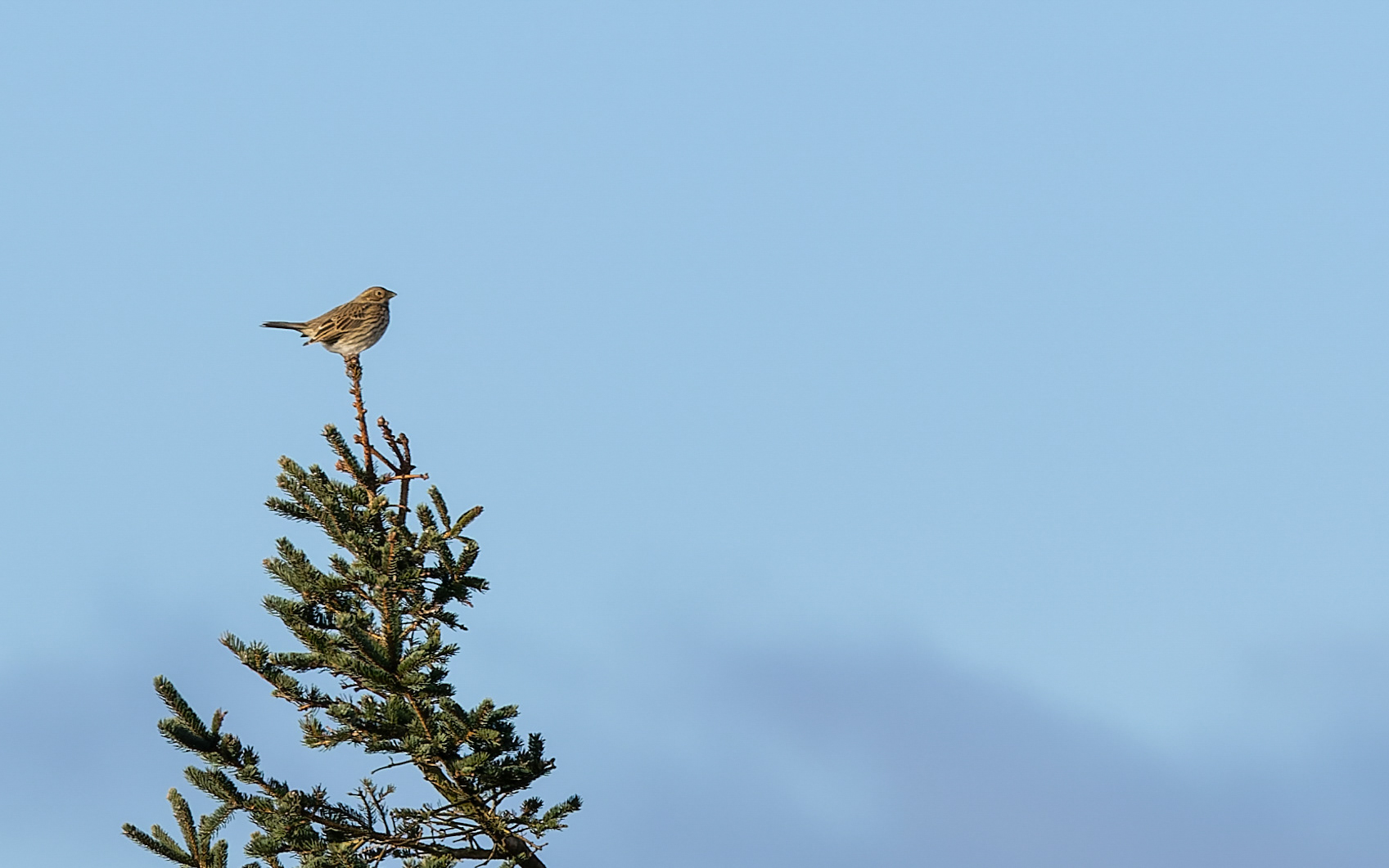 Bomlærke på Kollerup Strandvej