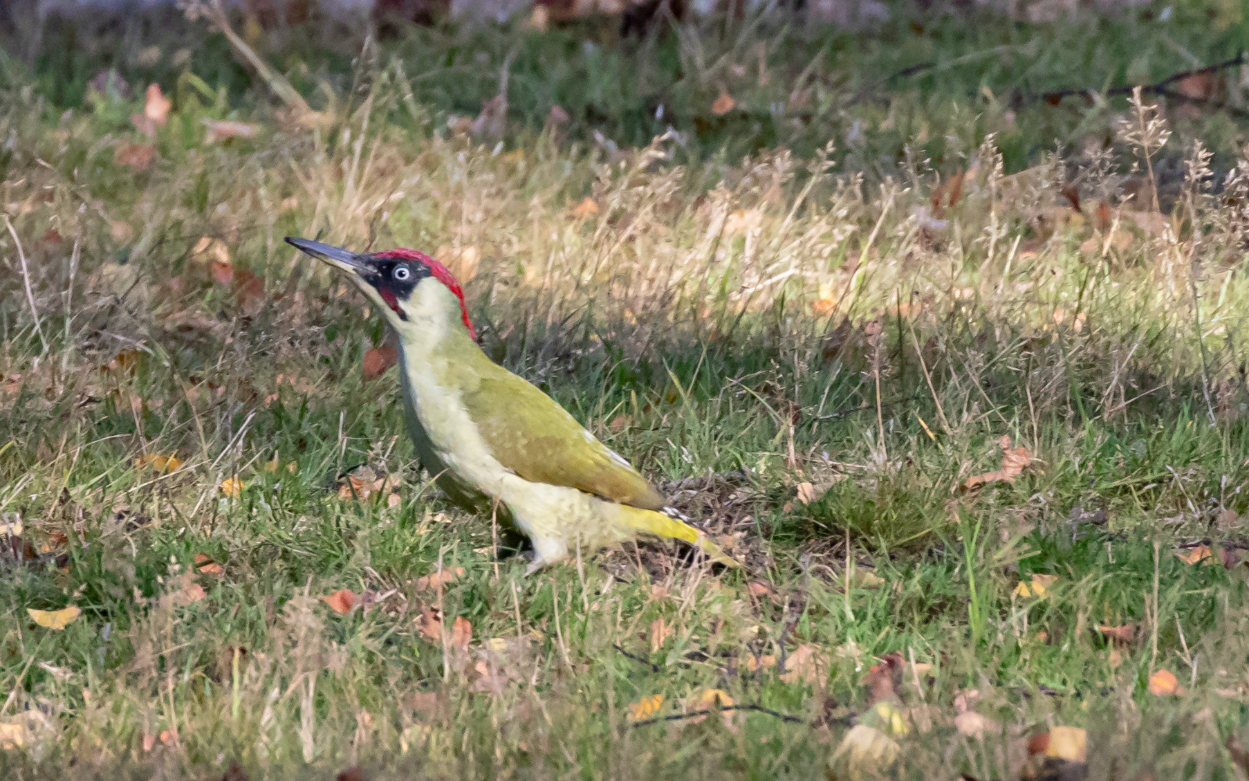 Grønspætte i birkelunden ved Ljungen