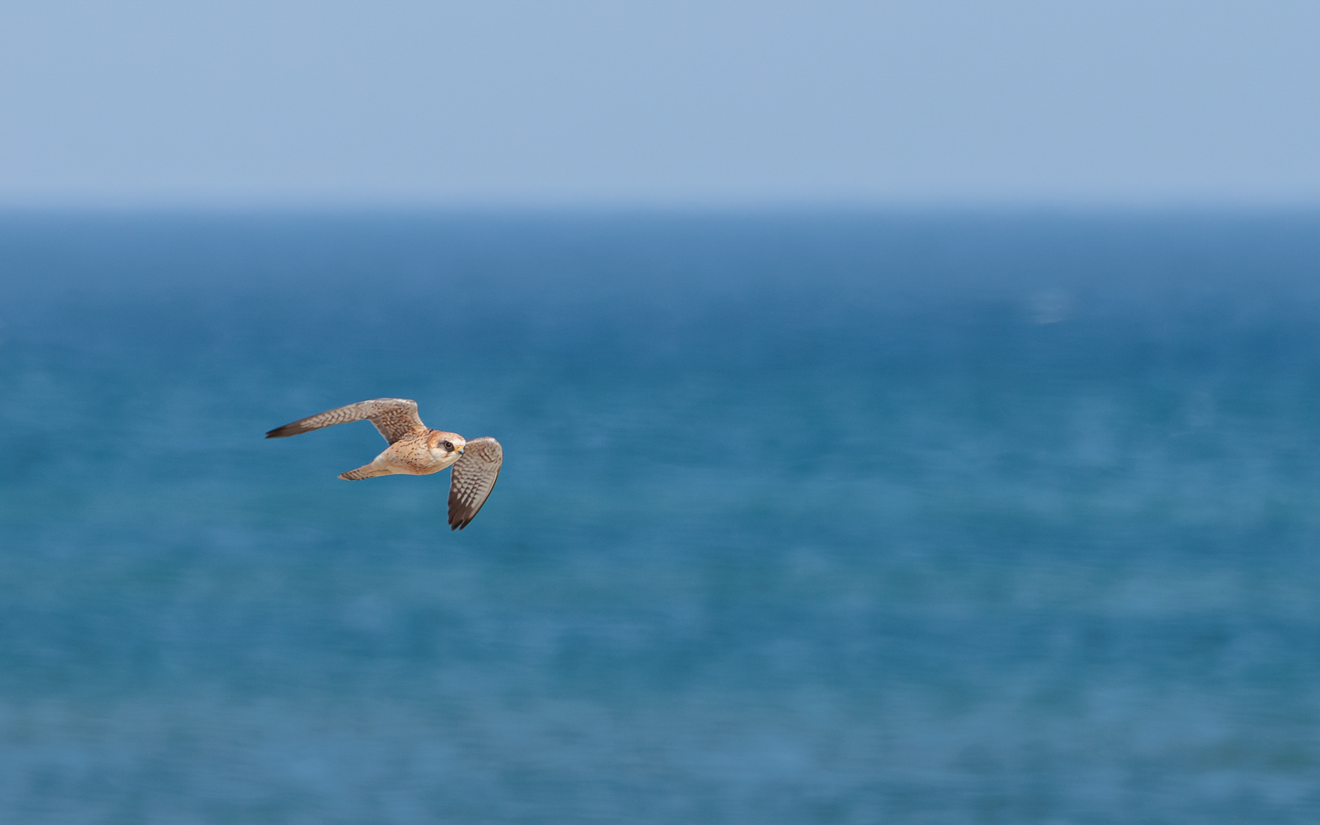Forårstræk i Skagen. Aftenfalk (hun)