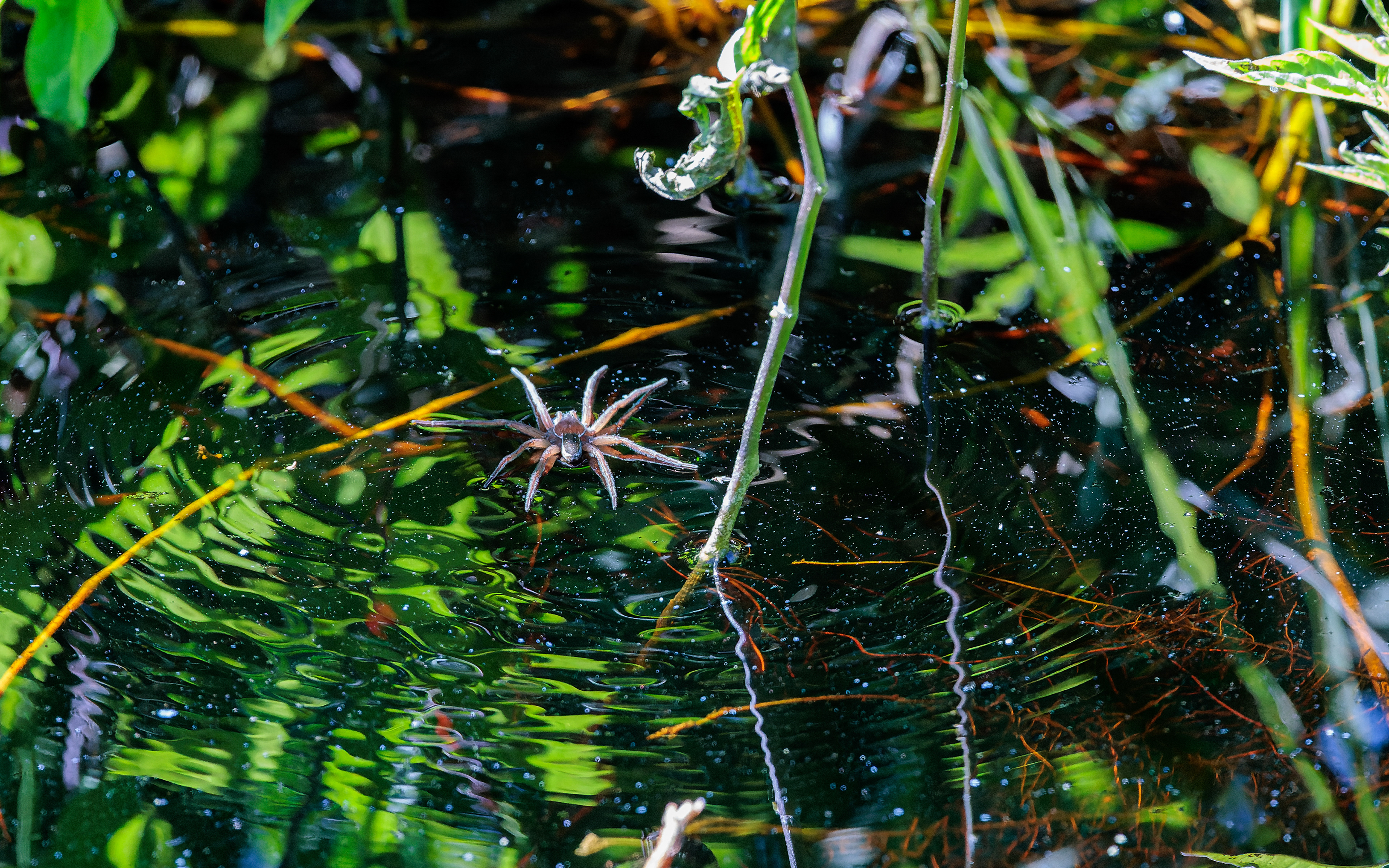 Dolomedes sp. Kaffepletten/Portlandsmosen. Lille Vildmose