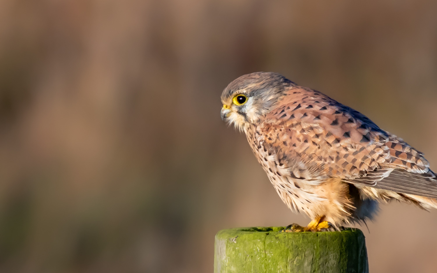 Tårnfalk - Grønvej, Lille Vildmose