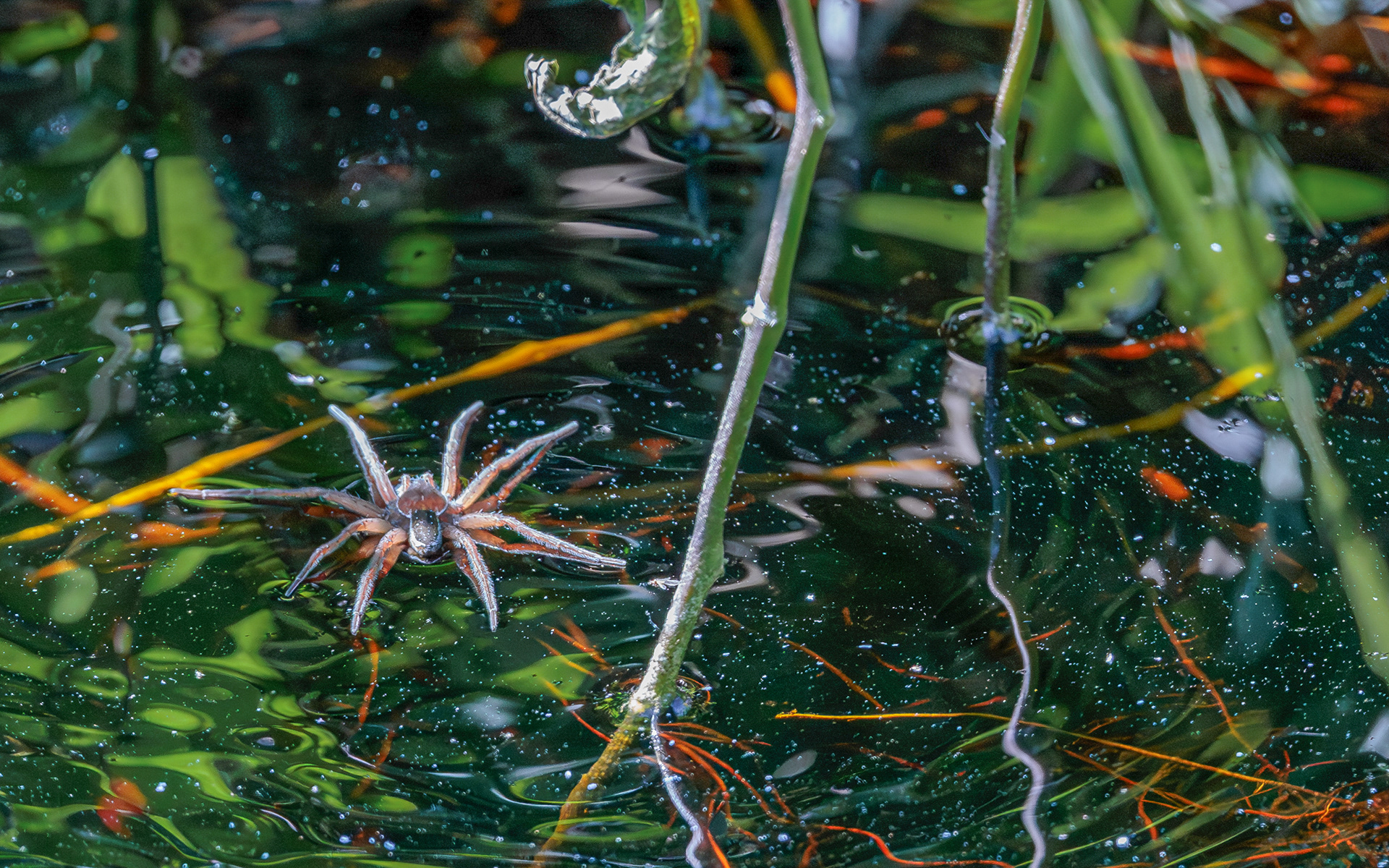 Dolomedes sp. Kaffepletten/Portlandsmosen. Lille Vildmose