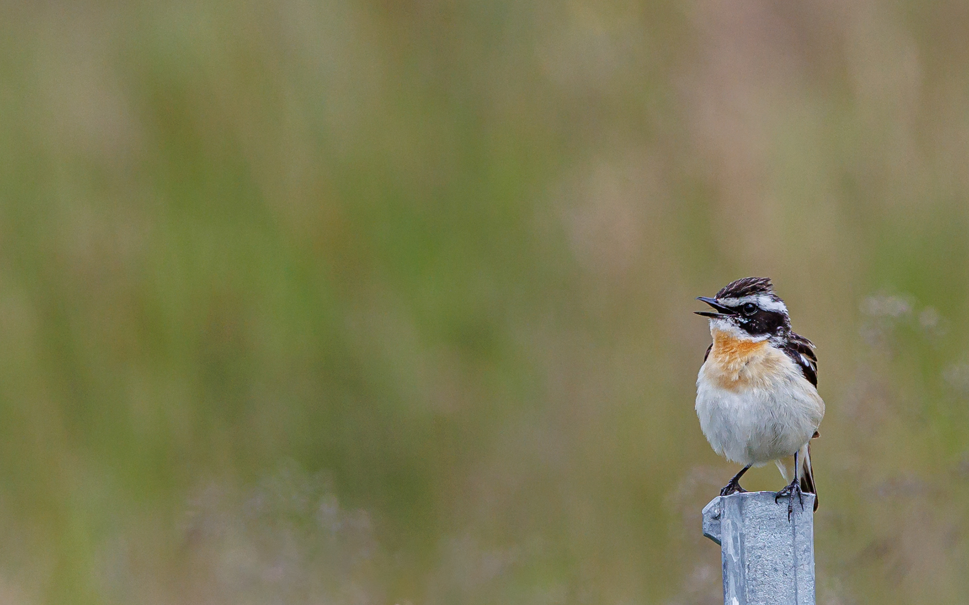 Bynkefugl. Gravlev Ådal
