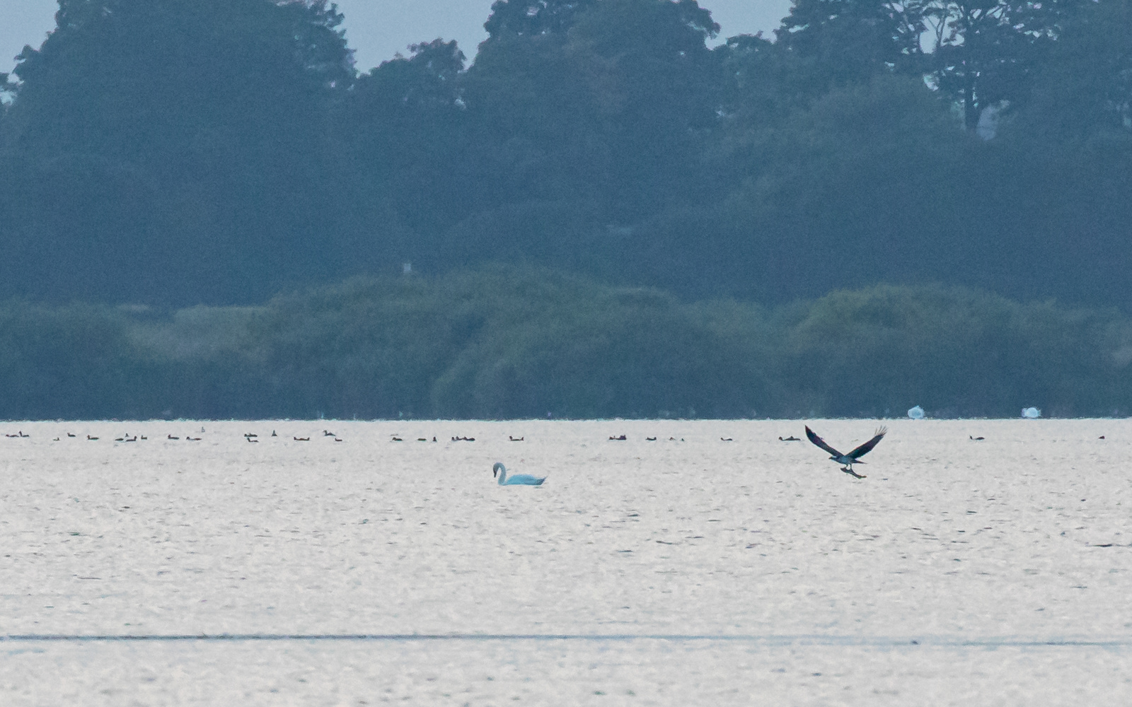 Fiskeørn med fangst. Krankesjön, Skåne