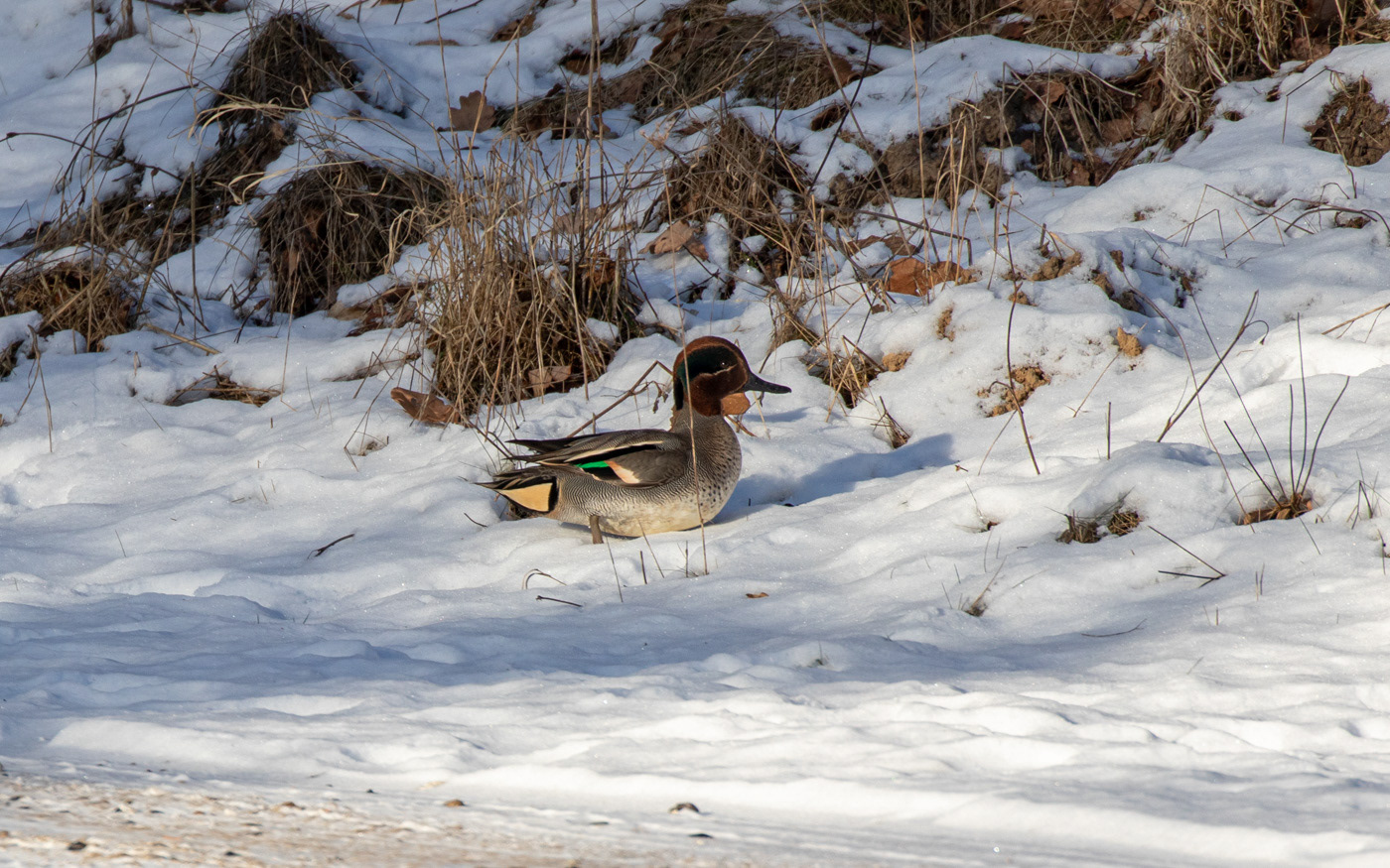 Krikand ved Skillingbro