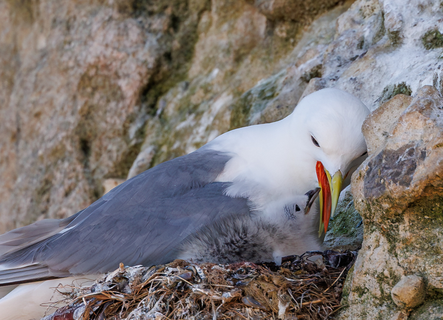 Ynglende rider. Bulbjerg